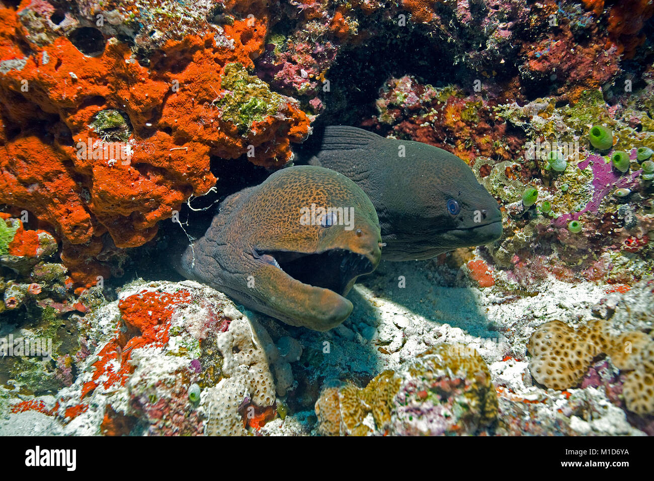 Due murene giganti (Gymnothorax javanicus) vivere insieme e barriera corallina a isole delle Maldive, Oceano Indiano, Asia Foto Stock
