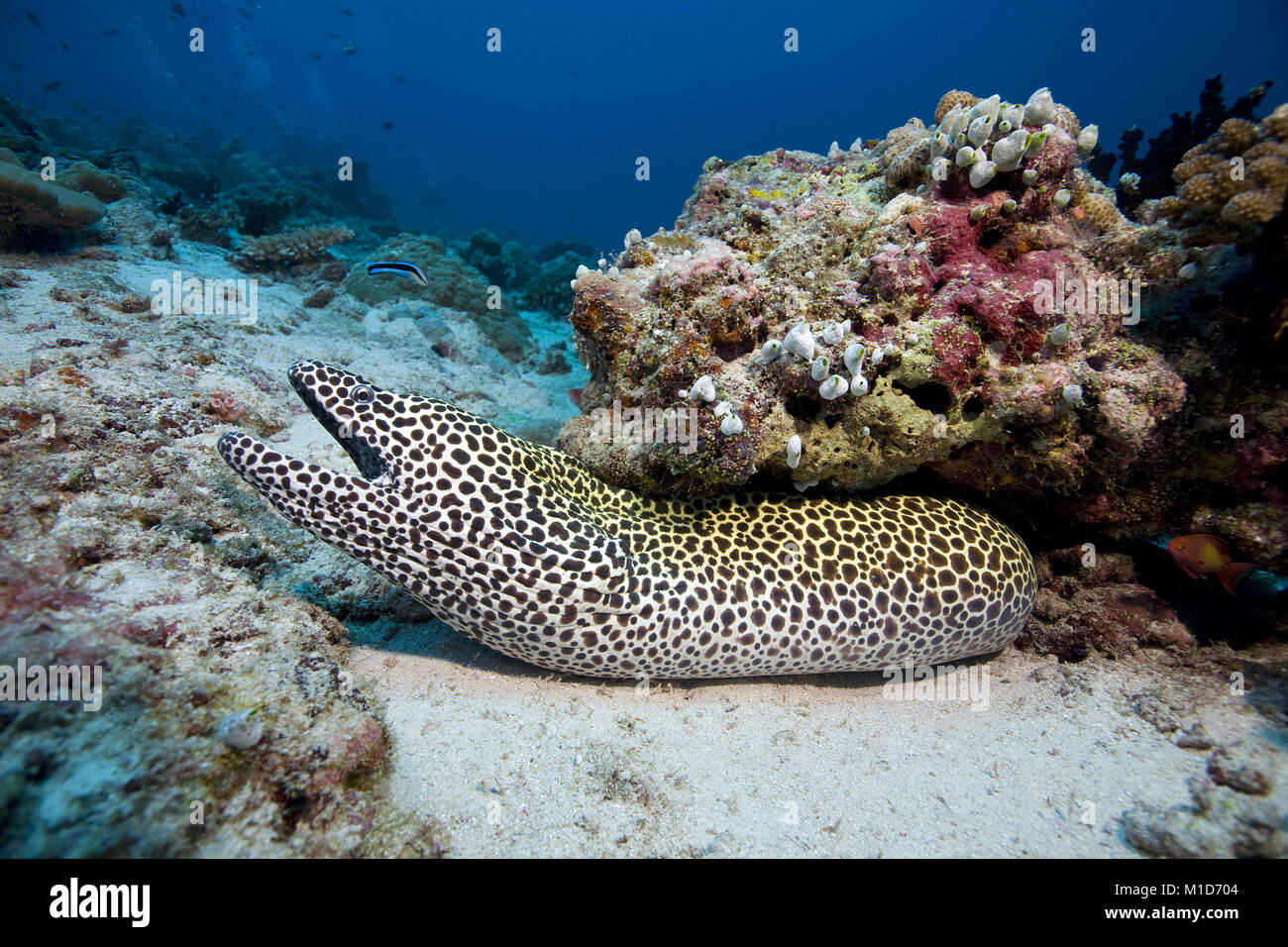 Murena a nido d'ape (Gymnothorax favagineus), al di sotto di un blocco di corallo, isole delle Maldive, Oceano Indiano, Asia Foto Stock