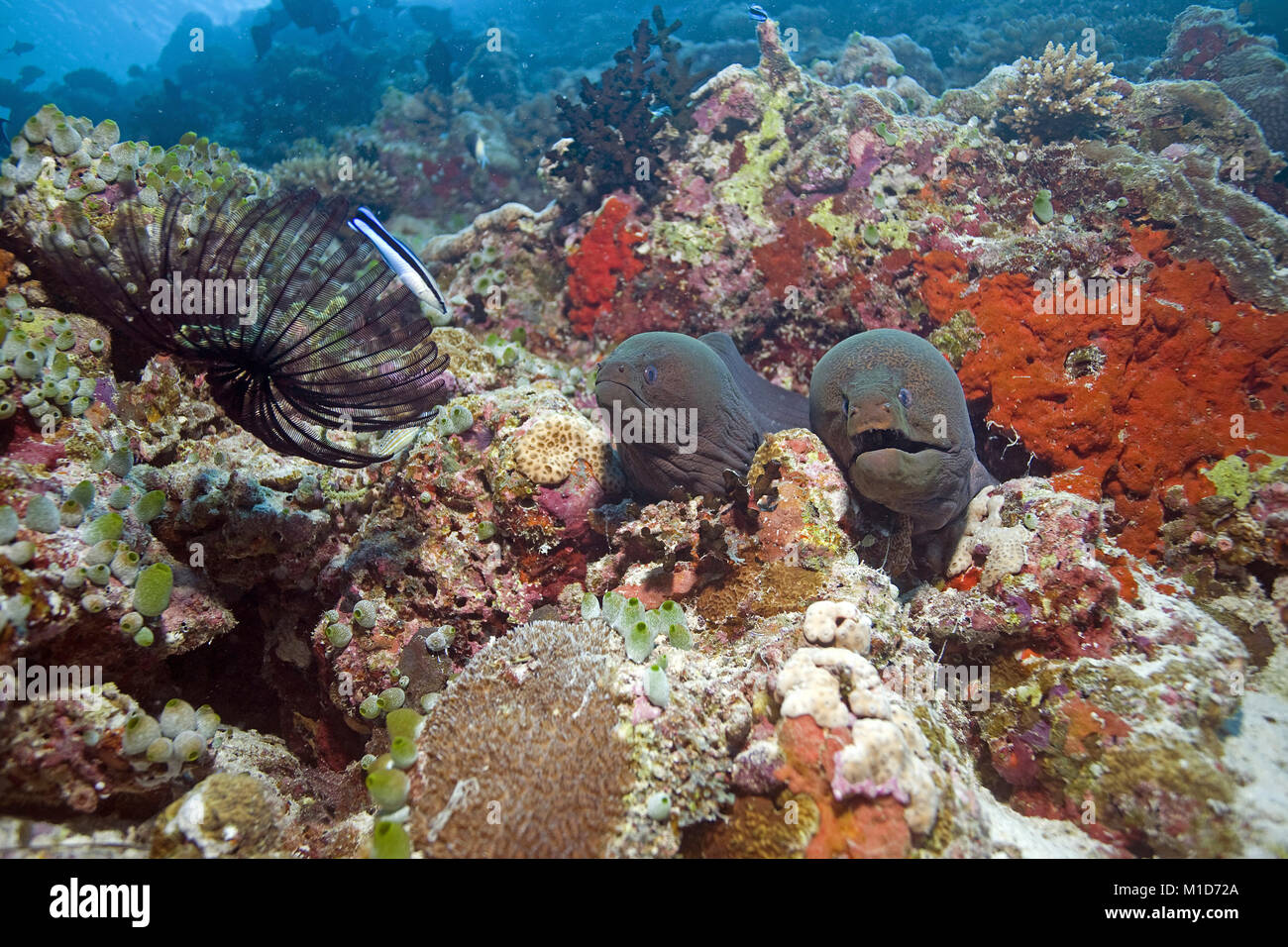 Due murene giganti (Gymnothorax javanicus) vivere insieme e barriera corallina a isole delle Maldive, Oceano Indiano, Asia Foto Stock