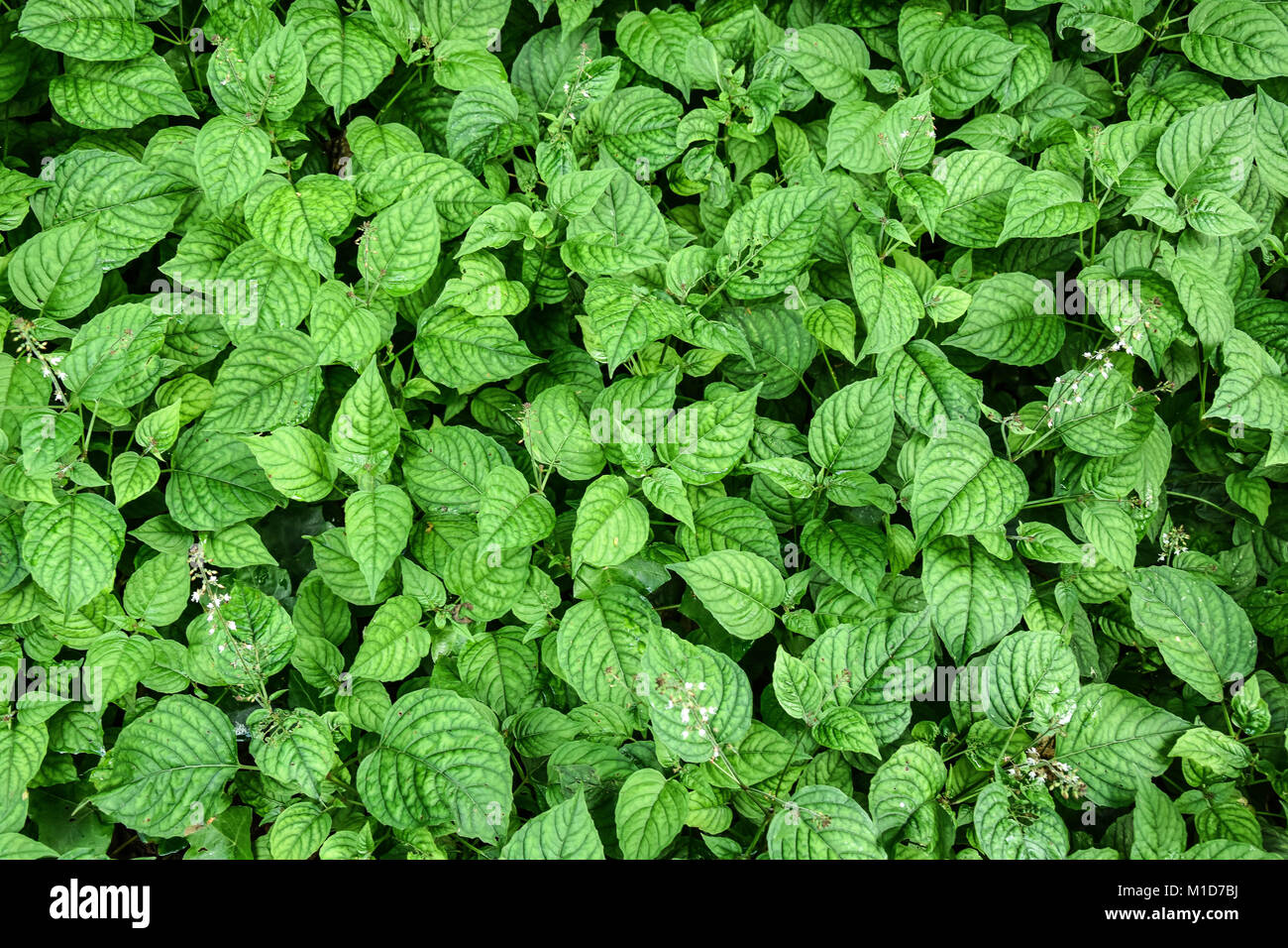 Foglie, catturato in Bradford On Avon, Regno Unito Foto Stock