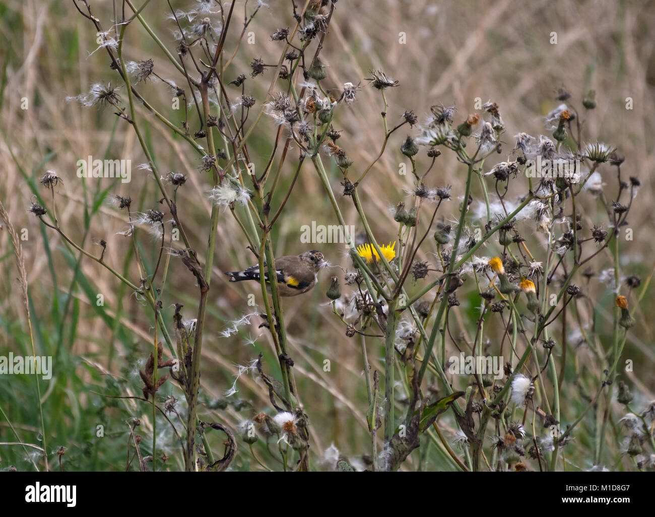 Cardellino, Carduelis carduelis, in thistle in inverno, Morecambe Bay, Lancashire, Regno Unito Foto Stock