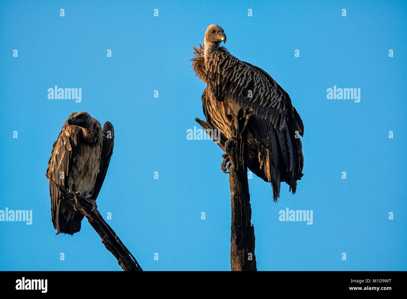 Due indiani selvaggi avvoltoi, arroccato in Bandhavgarh National Park, Madhya Pradesh, India Foto Stock
