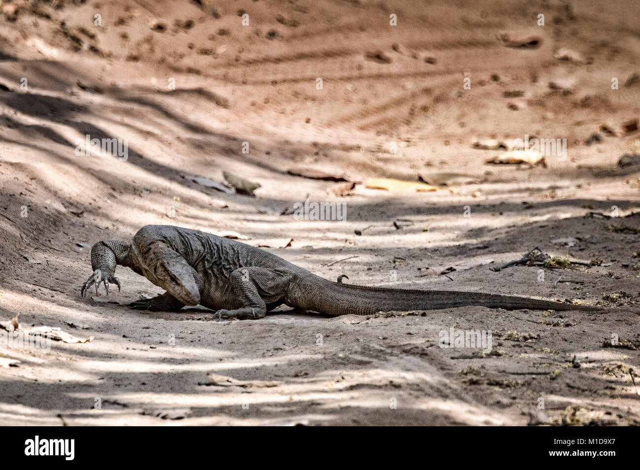 Comuni Indiana Monitor, Monitor del Bengala Lizard, Varanus bengalensis, Bandhavgarh National Park, Madhya Pradesh, India Foto Stock