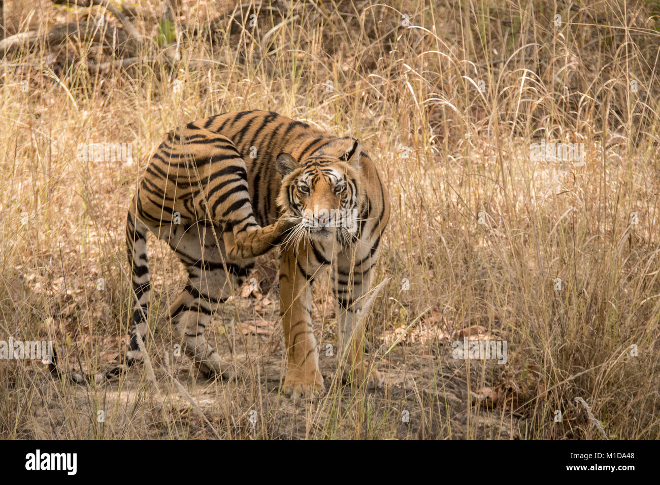 Wild, due anni di cub, capretti tigre del Bengala, Panthera tigri tigri, graffiatura con zampa posteriore, Bandhavgarh Parco Nazionale,Tala, Madhya Pradesh, India Foto Stock