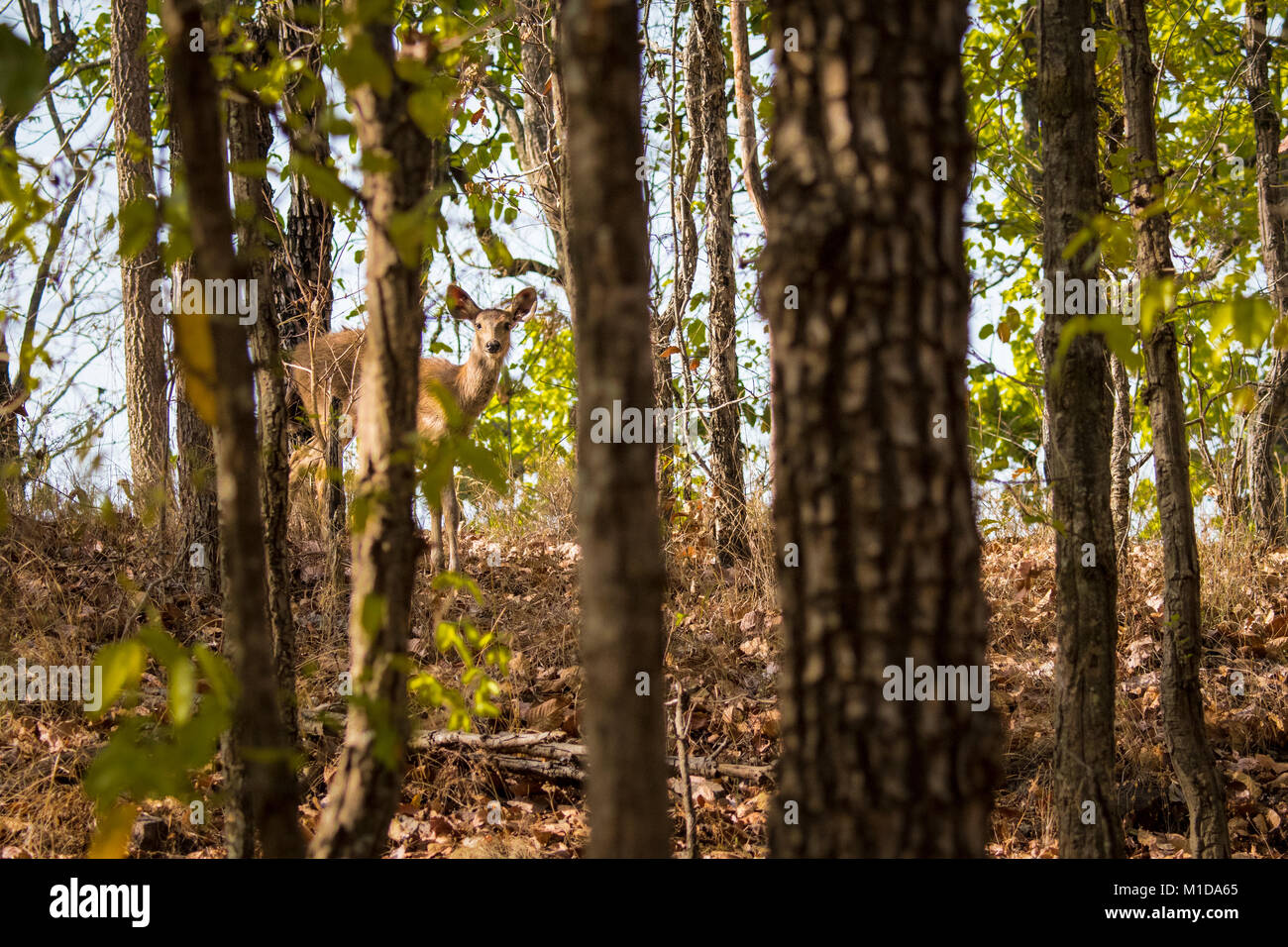Timido Sambar cervi, Rusa unicolor, spiata da dietro gli alberi di Sal nella foresta di Bandhavgarh National Park, Tala, Madhya Pradesh, India Foto Stock