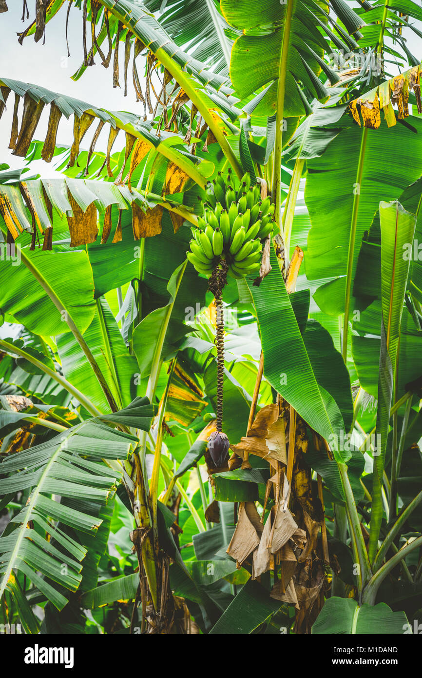 Banana Palm tree sul percorso trakking in Paolo valle sul Santo Antao, Capo Verde Foto Stock
