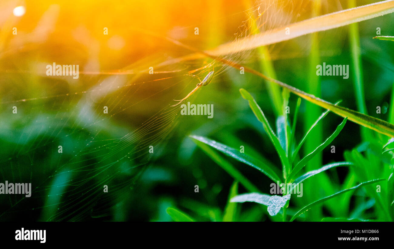 Crociera sul web illuminata dal sole Foto Stock