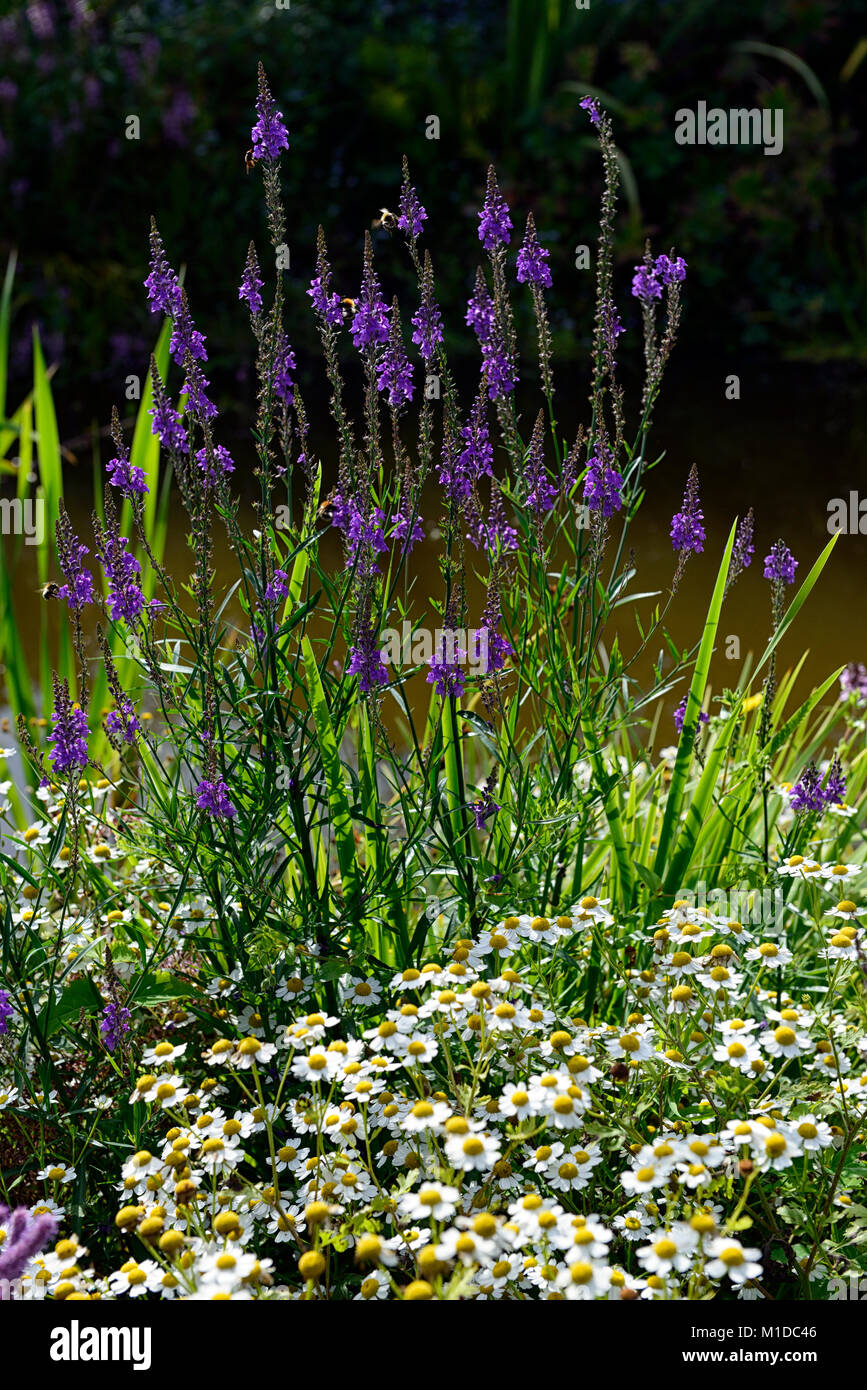 Tanacetum parthenium, matricale,bianco,fiori,fiore,fioritura,mix, mescolati,bed,confine,viola,fiori,giardino,giardino,annuale di,RM Floral Foto Stock