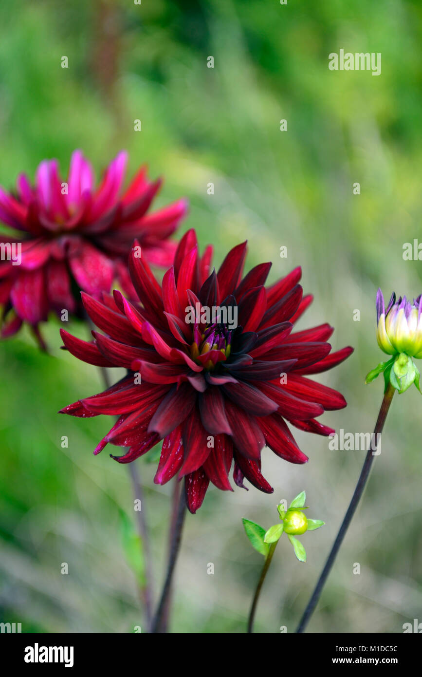 Dahlia chat noir,dalie,dark,viola,quasi nero,fiore,fiori,fioritura,perenne,RM Floral Foto Stock