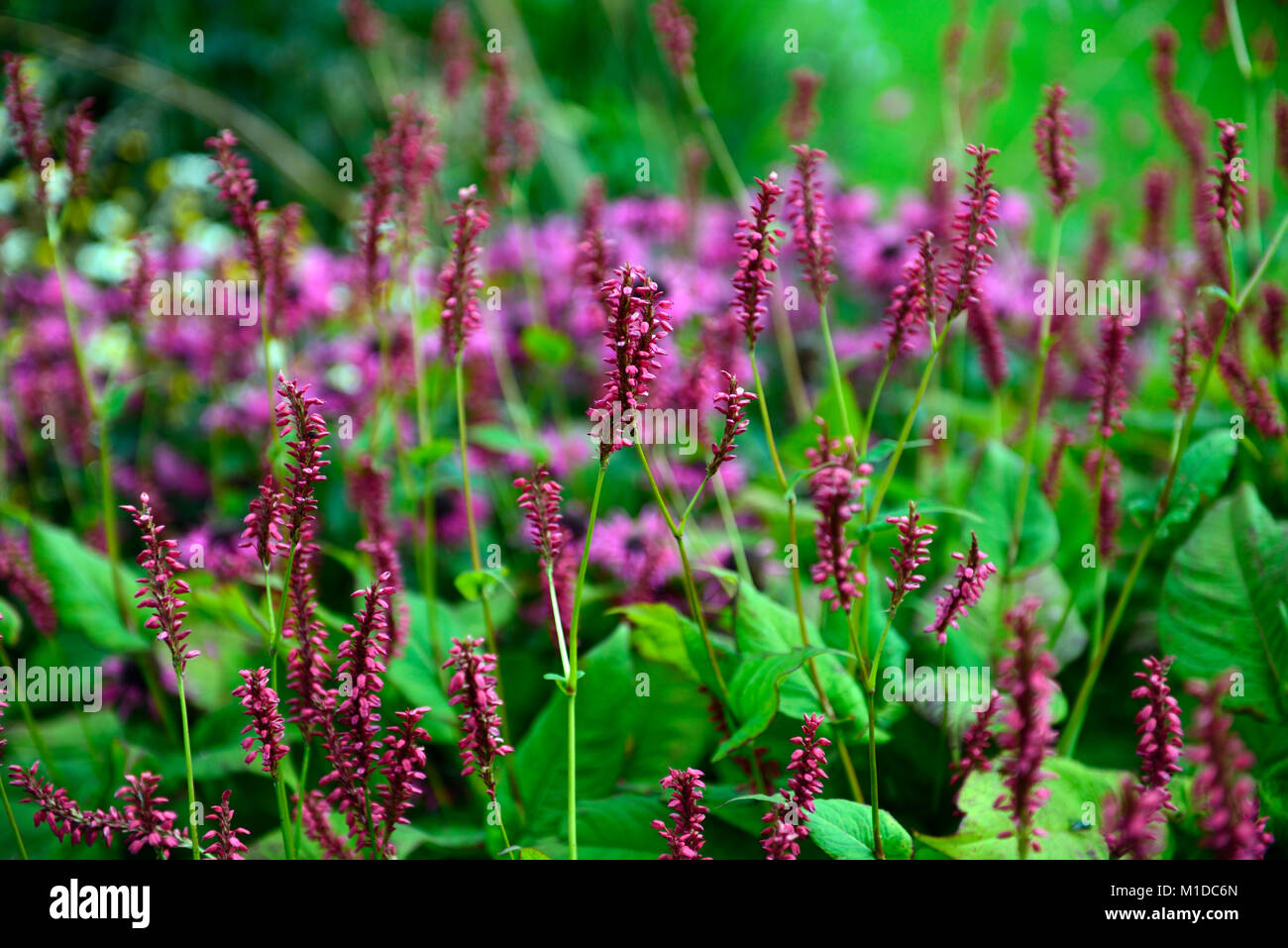 Persicaria amplexicaulis taurus,rosa,fiori,fiore,fioritura,perenne,giardino,giardino,RM Floral Foto Stock