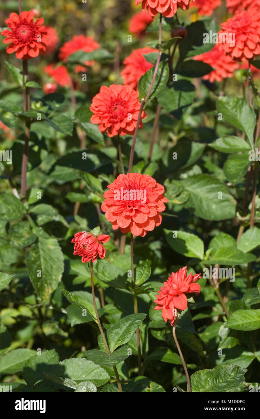 Dahlia 'Blazeaway' Fiori. Foto Stock