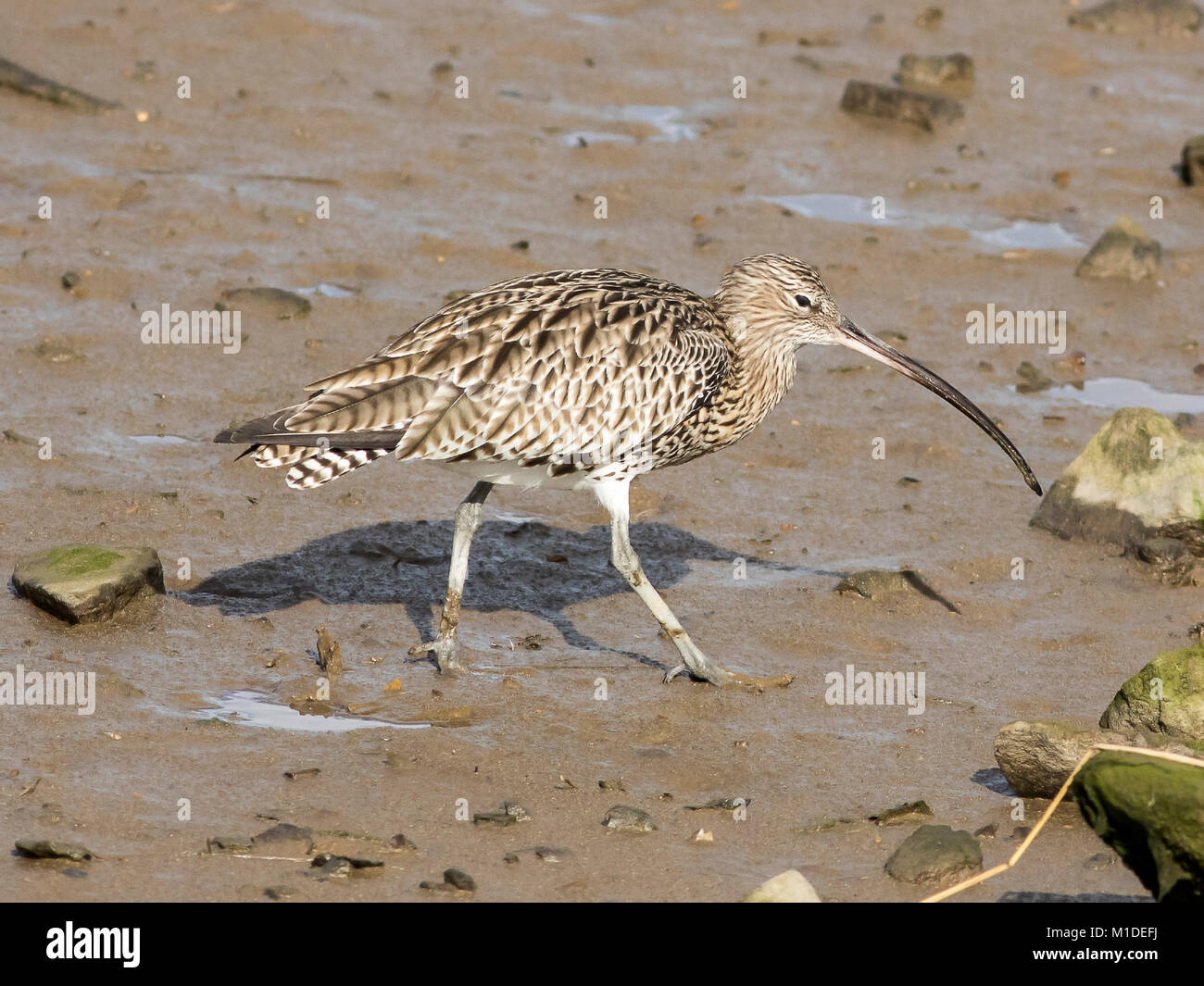 Curlew. Il curlew è la più grande comunità trampolieri, immediatamente riconoscibile sul estuari inverno o estate mori dalla sua lunga, curvo verso il basso di bill. Foto Stock