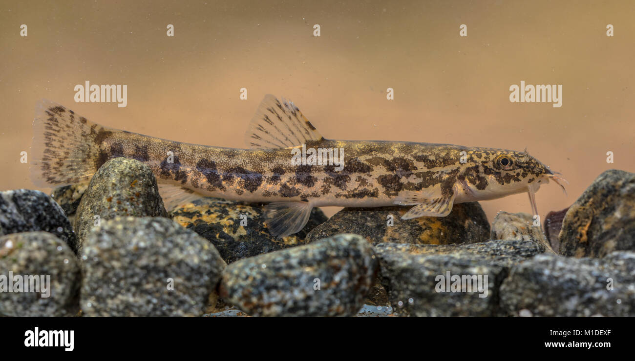 Stone loach (Barbatula barbatula) è una specie di acqua fresca ray-alettato di pesce nella famiglia Nemacheilidae. Pesce in appoggio sulle Rocky River inferiore. Foto Stock