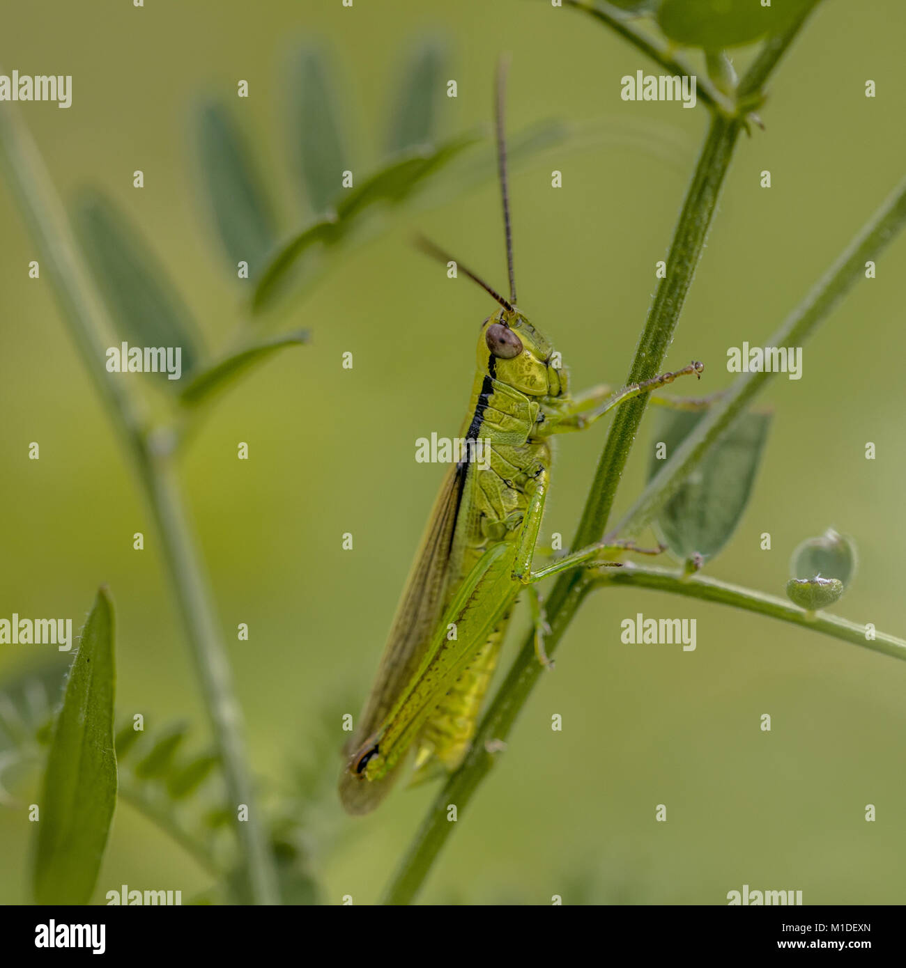 Cavalletta verde in Slovenia Foto Stock