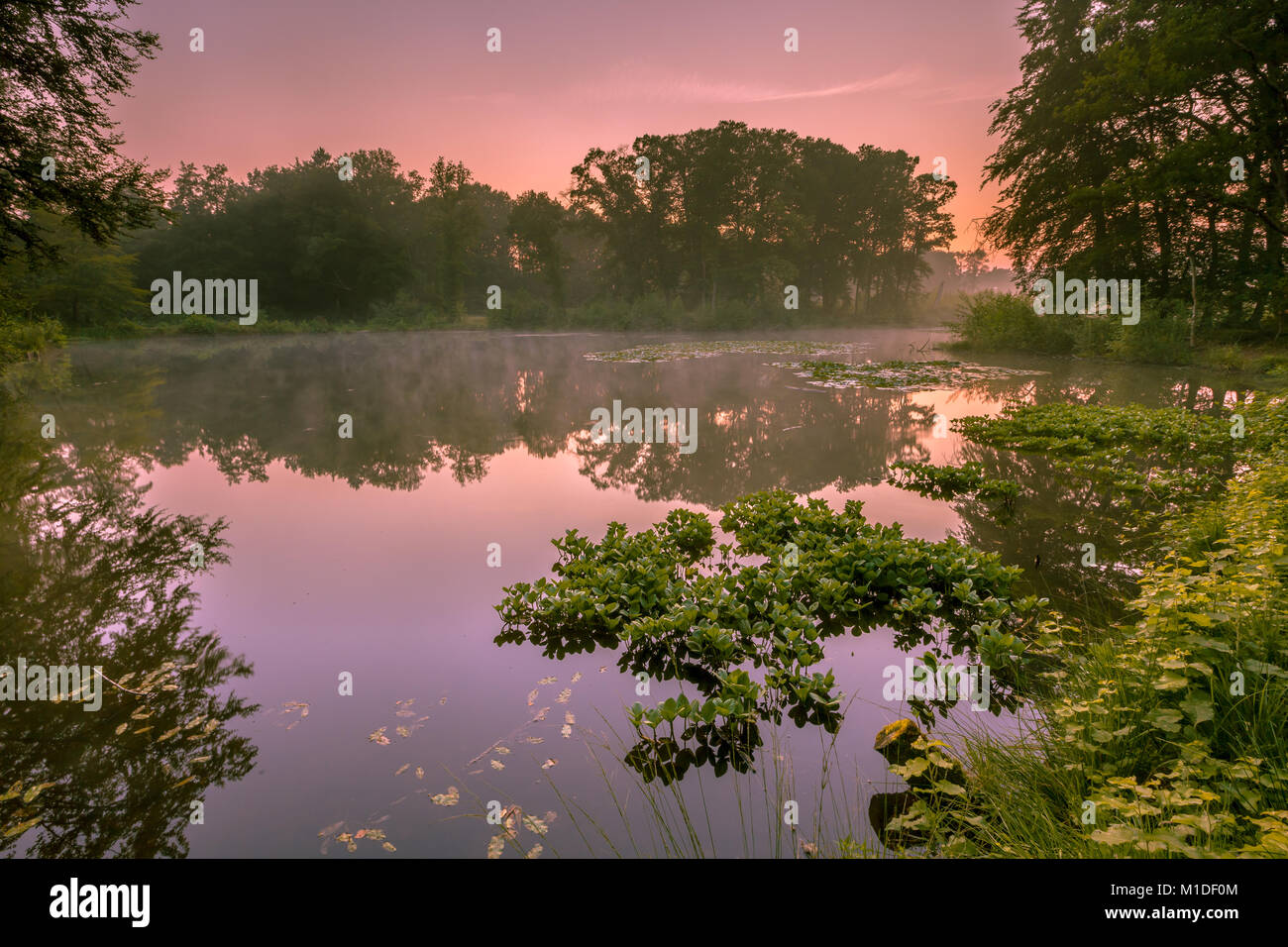 Fonte fen in Natura 2000 riserva naturale Springendal su una mattinata nebbiosa sunrise nel mese di agosto Foto Stock