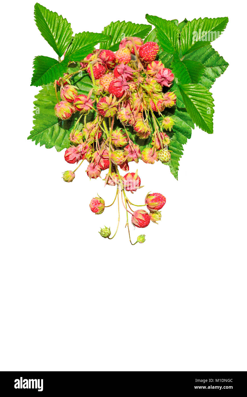 Mazzo di rossi maturi di fragole selvatiche con foglie verdi vicino, isolato su uno sfondo bianco con spazio per il testo Foto Stock
