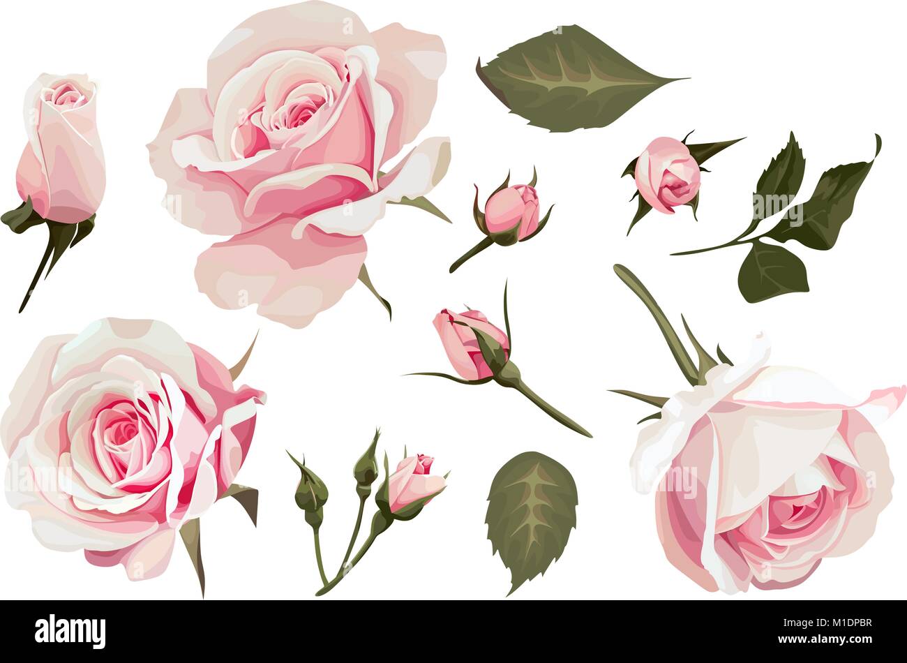 Rose realistico di clip-art vettoriali set di 11 elementi fiore rosa immagine Illustrazione Vettoriale