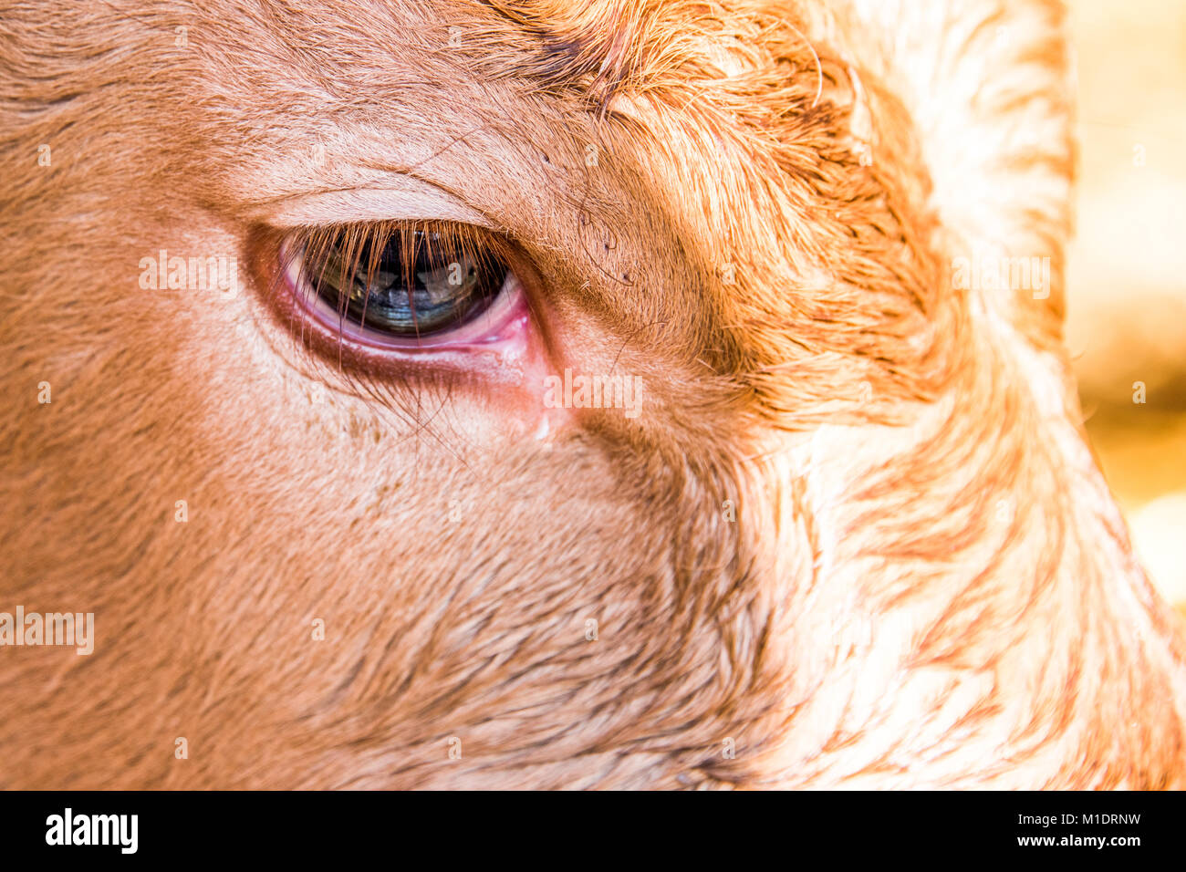 I giovani vitelli sono sempre osservati nei loro primi giorni di vita. Foto Stock