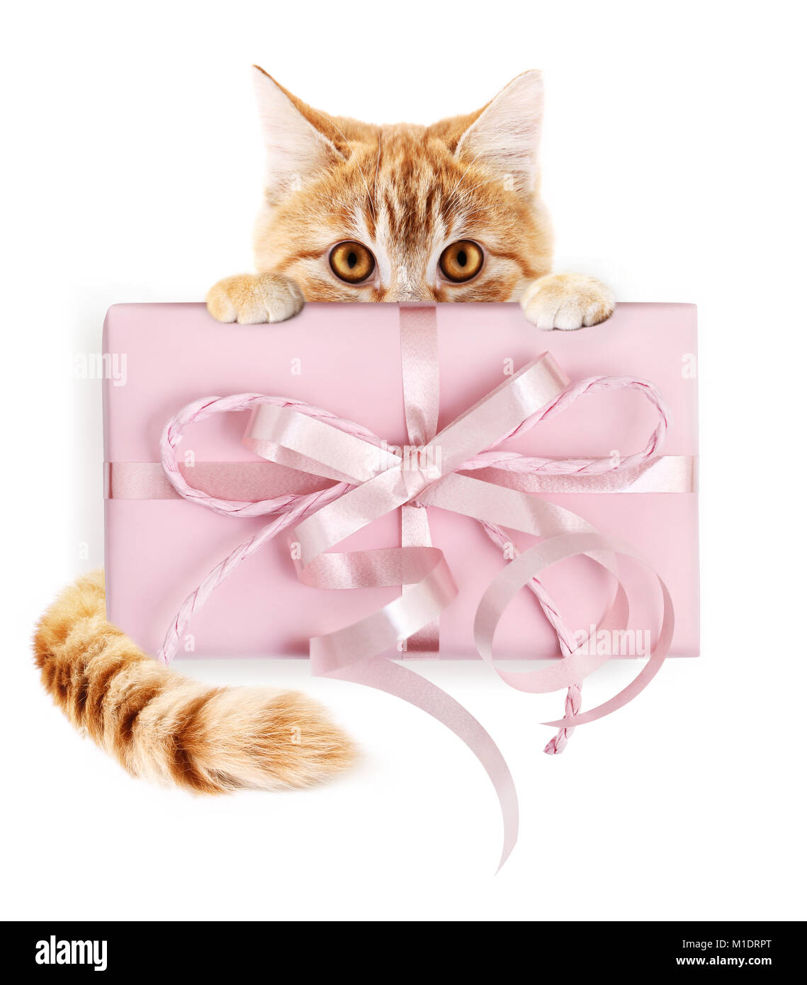 Lo zenzero cat e pacchetto regalo con nastro rosa bow, isolato su sfondo bianco Foto Stock