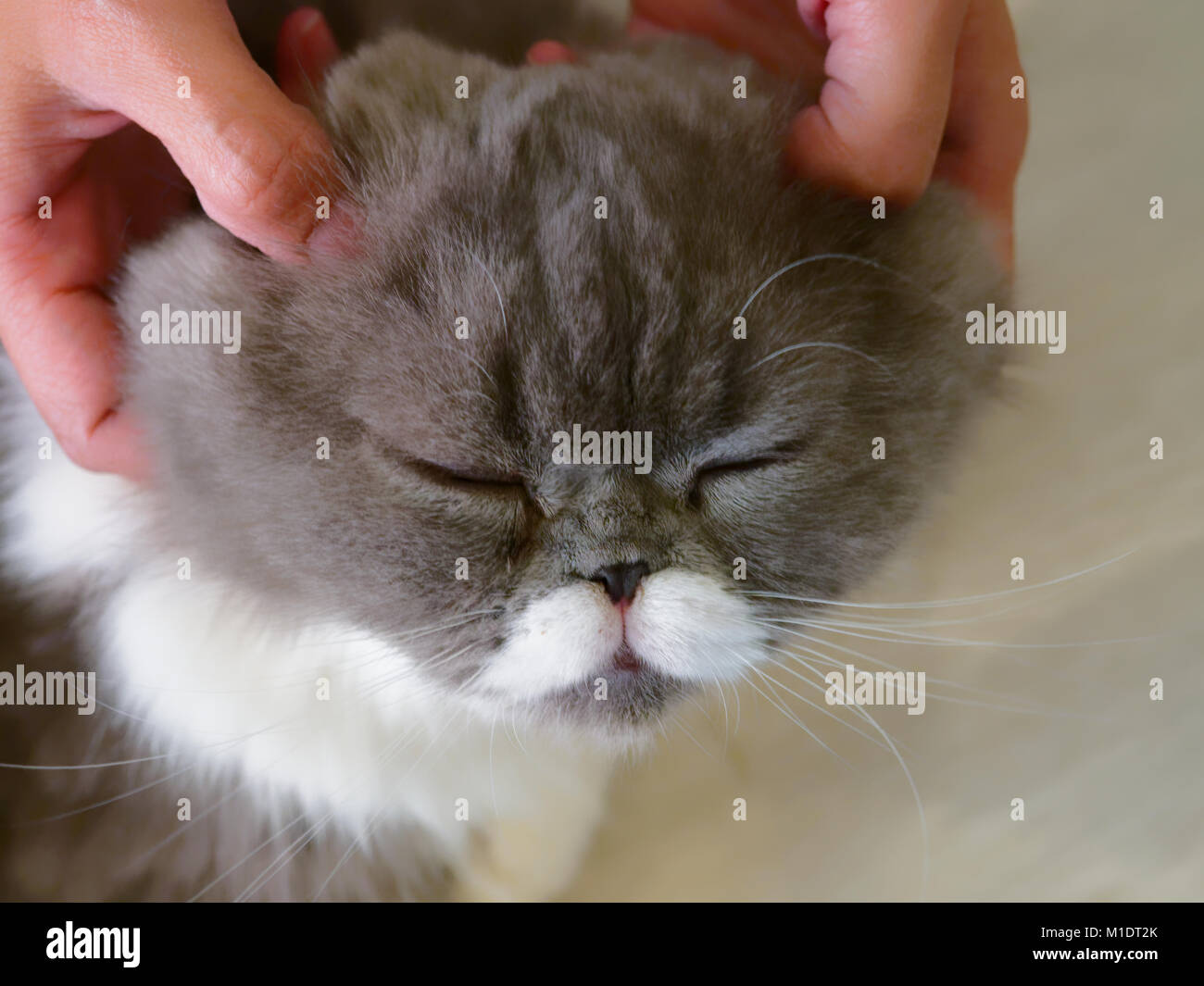 Donna mani pet e massaggio sulla testa del grigio e bianco gatto adorabile con gli occhi chiusi su sfondo di legno Foto Stock