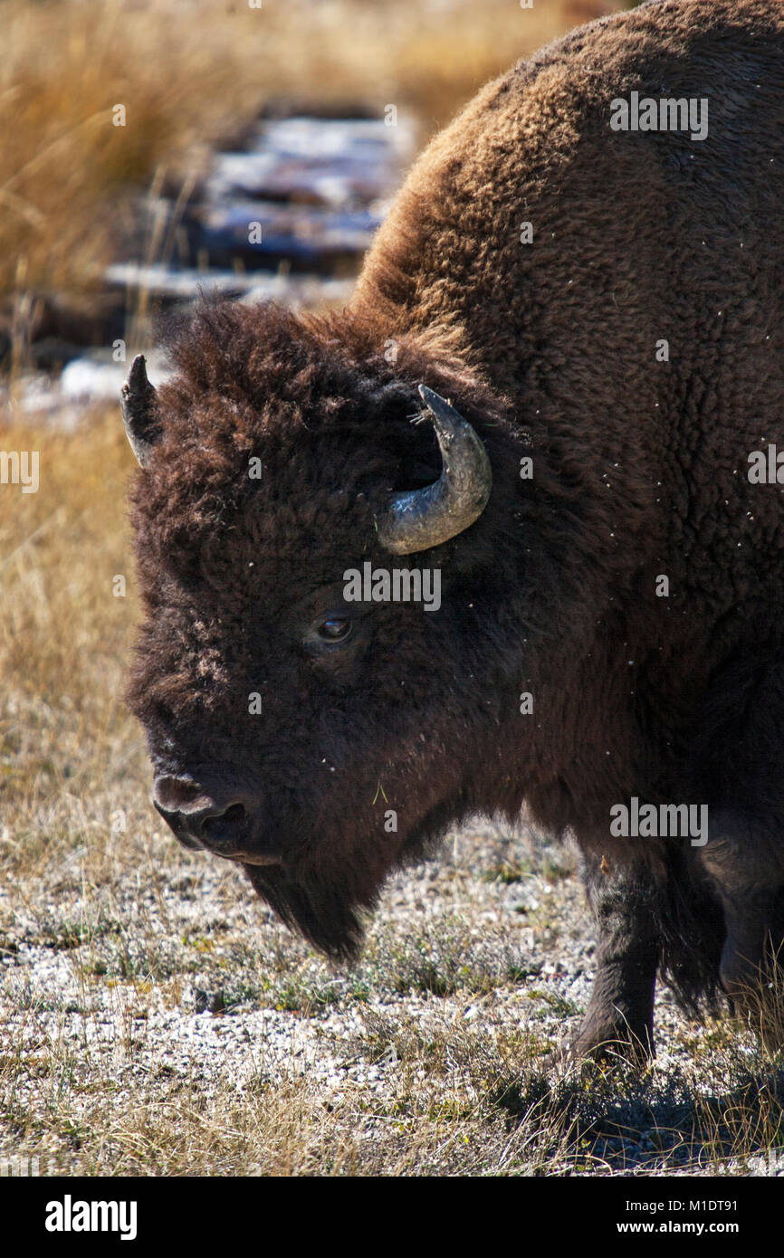 Bison o bufalo americano nel Parco Nazionale di Yellowstone Foto Stock