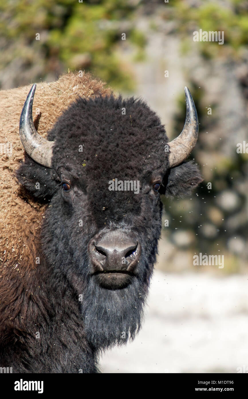 Bison o bufalo americano nel Parco Nazionale di Yellowstone Foto Stock