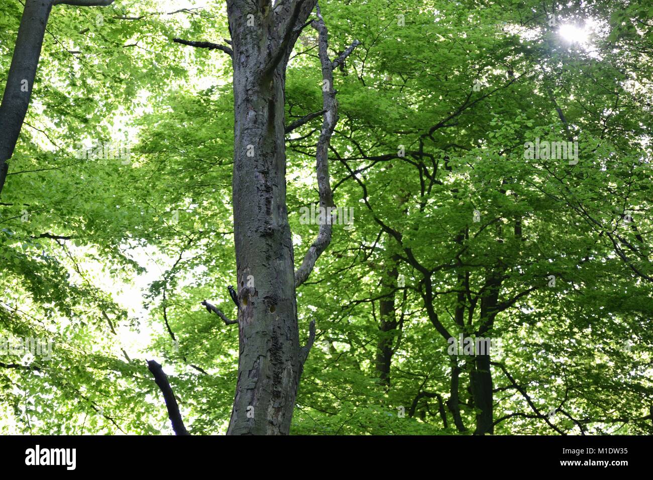 Nido di picchio in alberi Foto Stock