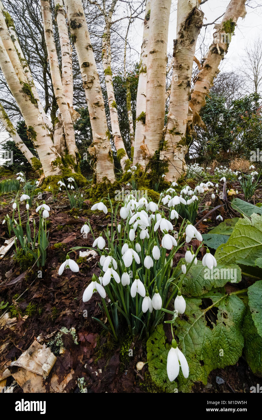 Bianco inverno fiori della snowdrop Galanthus nivalis S. Arnott contro uno sfondo di Betula 'Fetisowii' steli alla Casa del giardino, Buckland Monacho Foto Stock