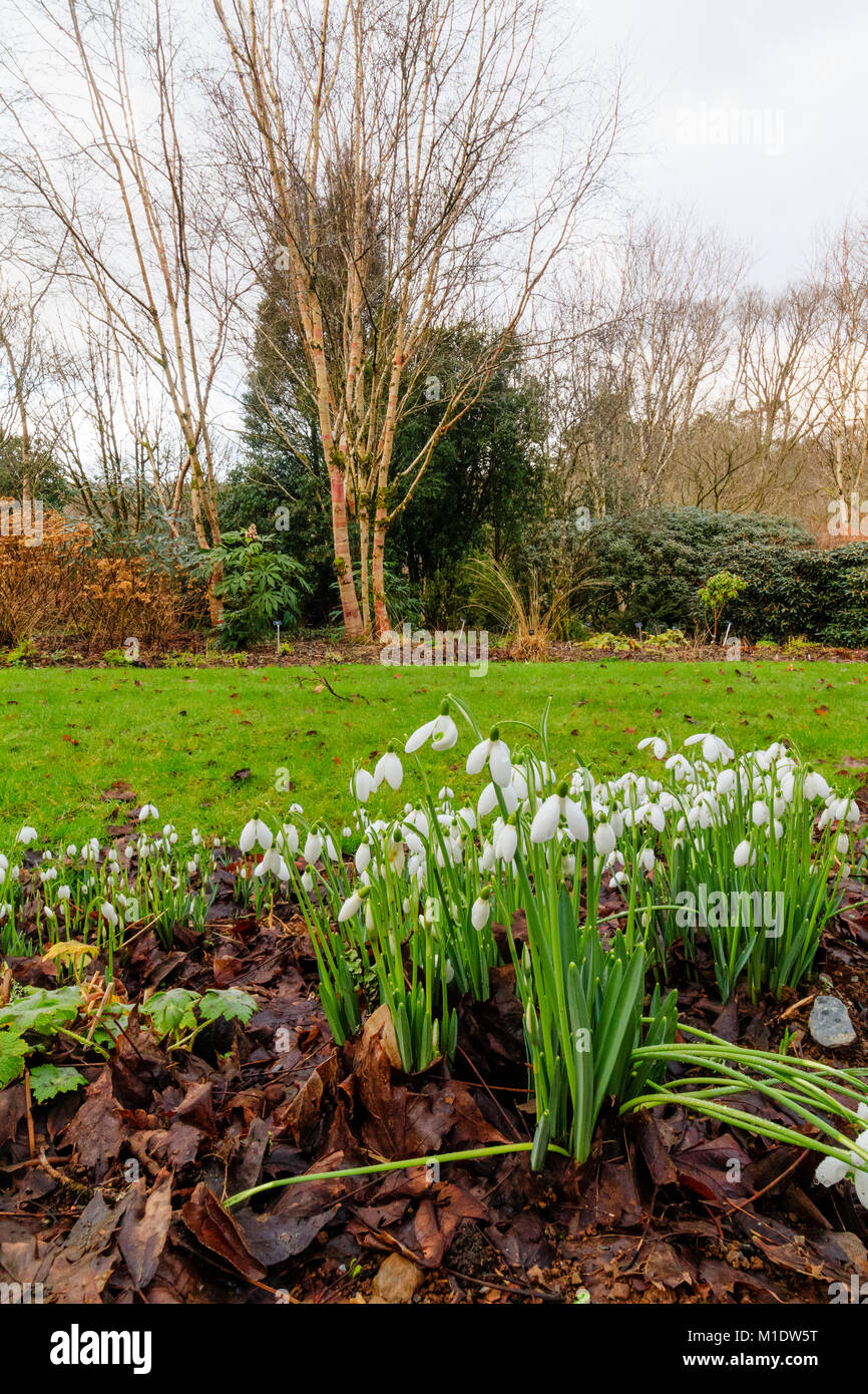 Bianco inverno fiori della snowdrop Galanthus nivalis S. Arnott contro uno sfondo di steli di betulla al Garden House, Buckland Monachorum, Devon Foto Stock