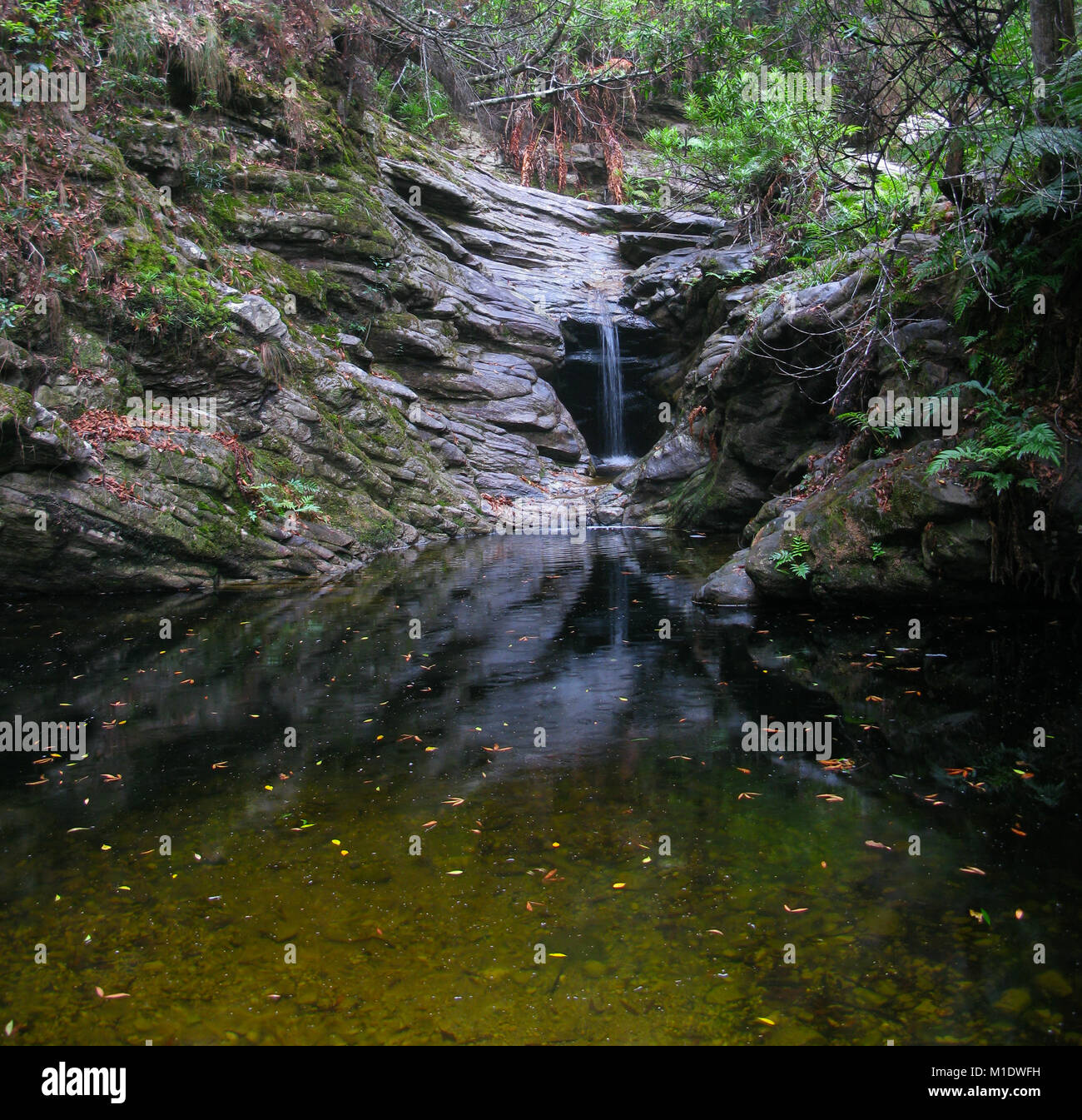 Giubileo Creek Riserva Naturale, Garden Route, Sud Africa Foto Stock