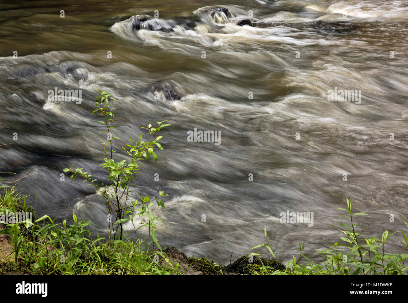 NC01702-00...North Carolina - Vista dalle rive della piccola pesca Creek lungo la scoperta Loop Trail nel Medoc Mountain State Park. Foto Stock