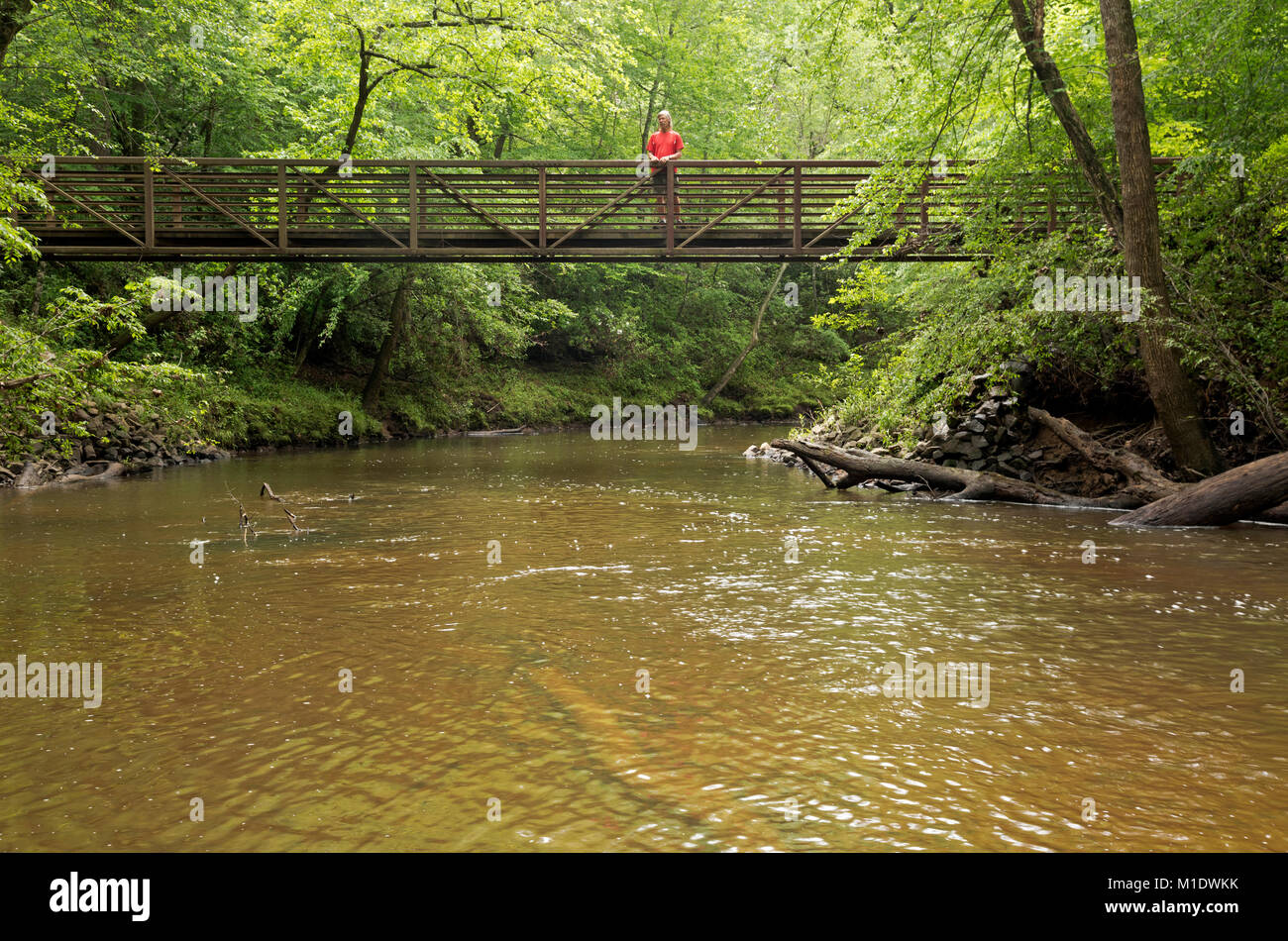 NC01703-00...North Carolina - escursionista sul ponte sul Po' Insenatura di pesca alla base del Vertice Loop Trail nel Medoc Mountain State Park. Foto Stock