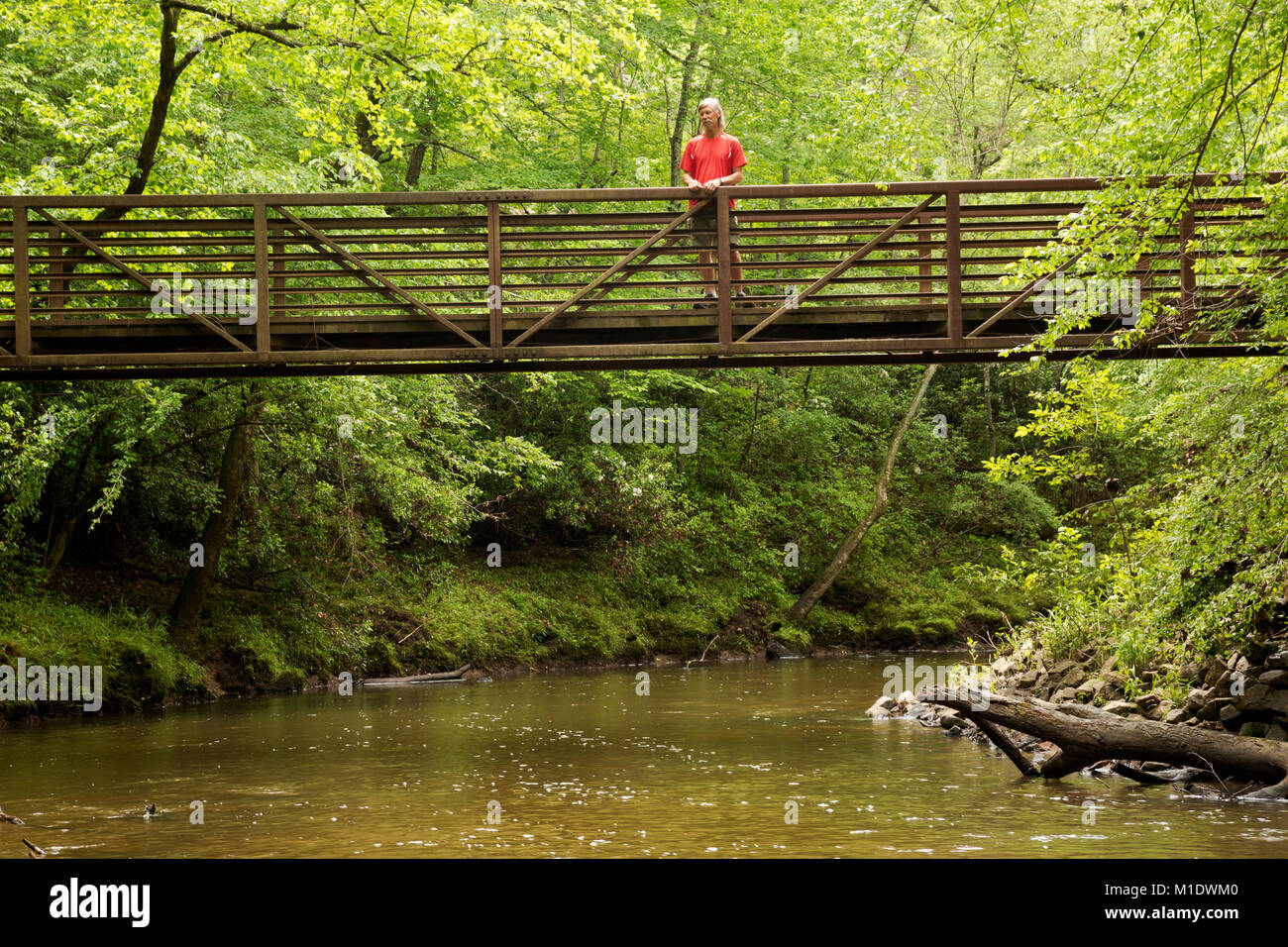 NC01704-00...North Carolina - escursionista sul ponte sul Po' Insenatura di pesca alla base del Vertice Loop Trail nel Medoc Mountain State Park. Foto Stock