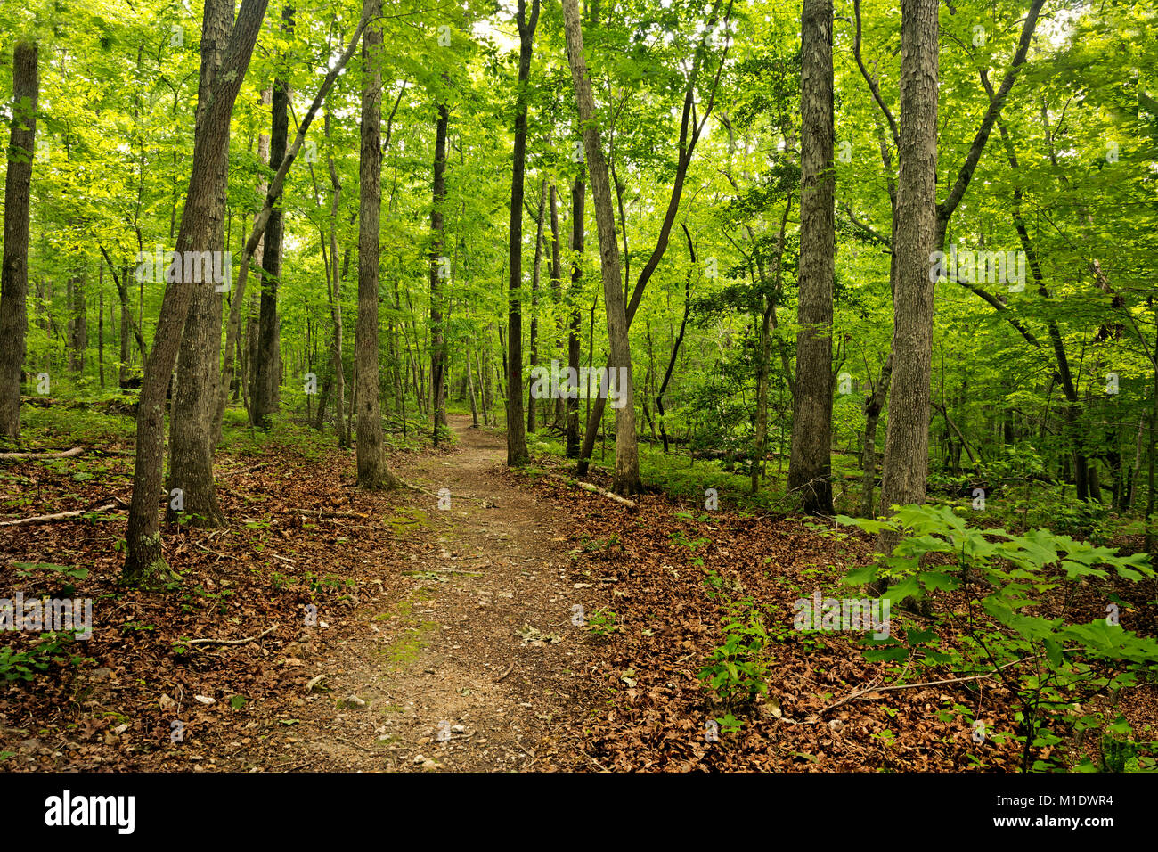NC01708-00...CAROLINA DEL NORD - Il Vertice Loop Trail nel bosco di latifoglie, il MEDOC Mountain nel Medoc Mountain State Park. Foto Stock