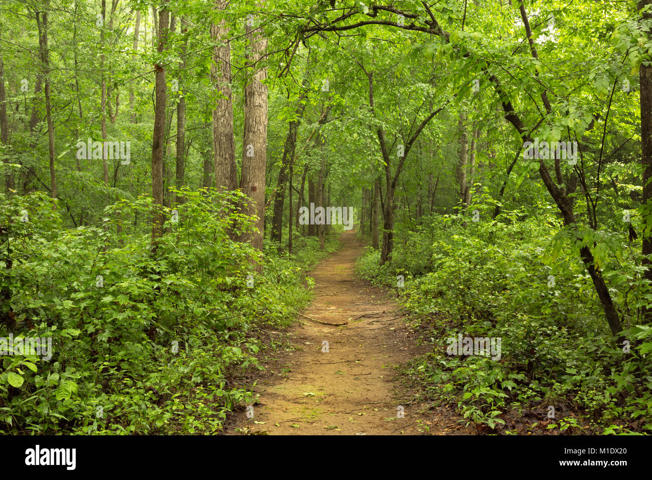 NC01717-00...CAROLINA DEL NORD - Il Bluff Loop Trail il tunneling attraverso la foresta a Medoc Mountain State Park. Foto Stock