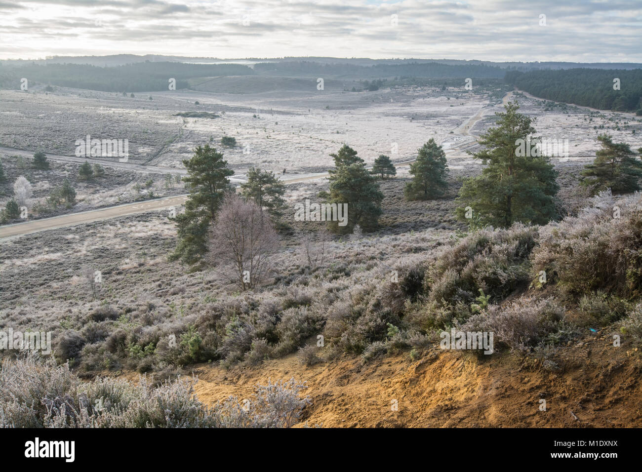 Paesaggio invernale a Hankley comune, Surrey, Regno Unito Foto Stock