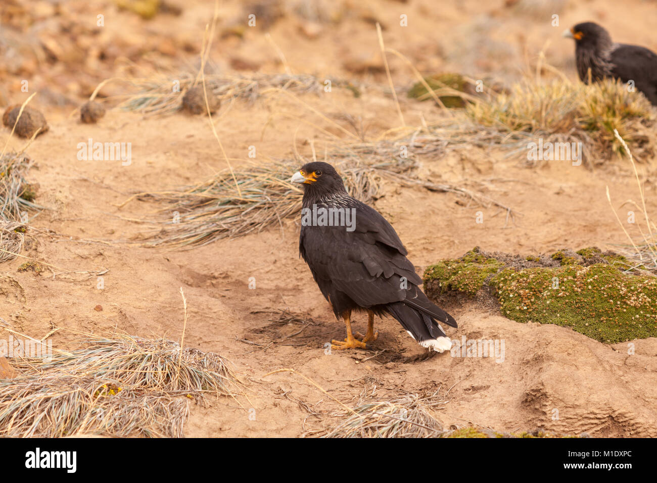 Caracara striato (giovane) uccellino, West Falkland Foto Stock