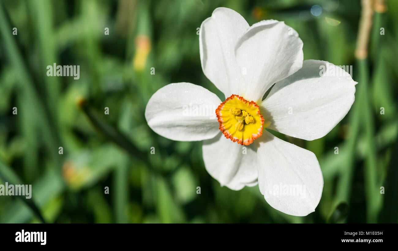 Una ripresa macro di un bianco fagiani occhio daffodil bloom. Foto Stock