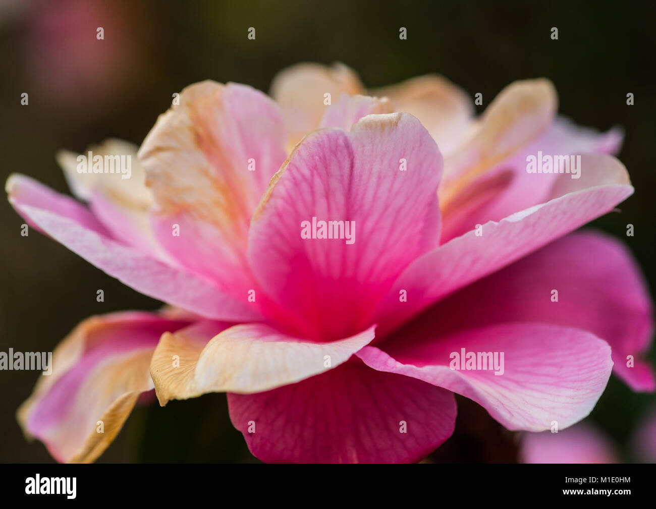 Una macro shot di una Pink Camellia bloom che è passato il suo migliore. Foto Stock
