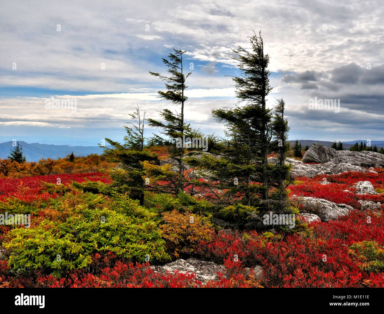 Dolly zolle brughiere in rosso brillante colore di autunno West Virginia Foto Stock