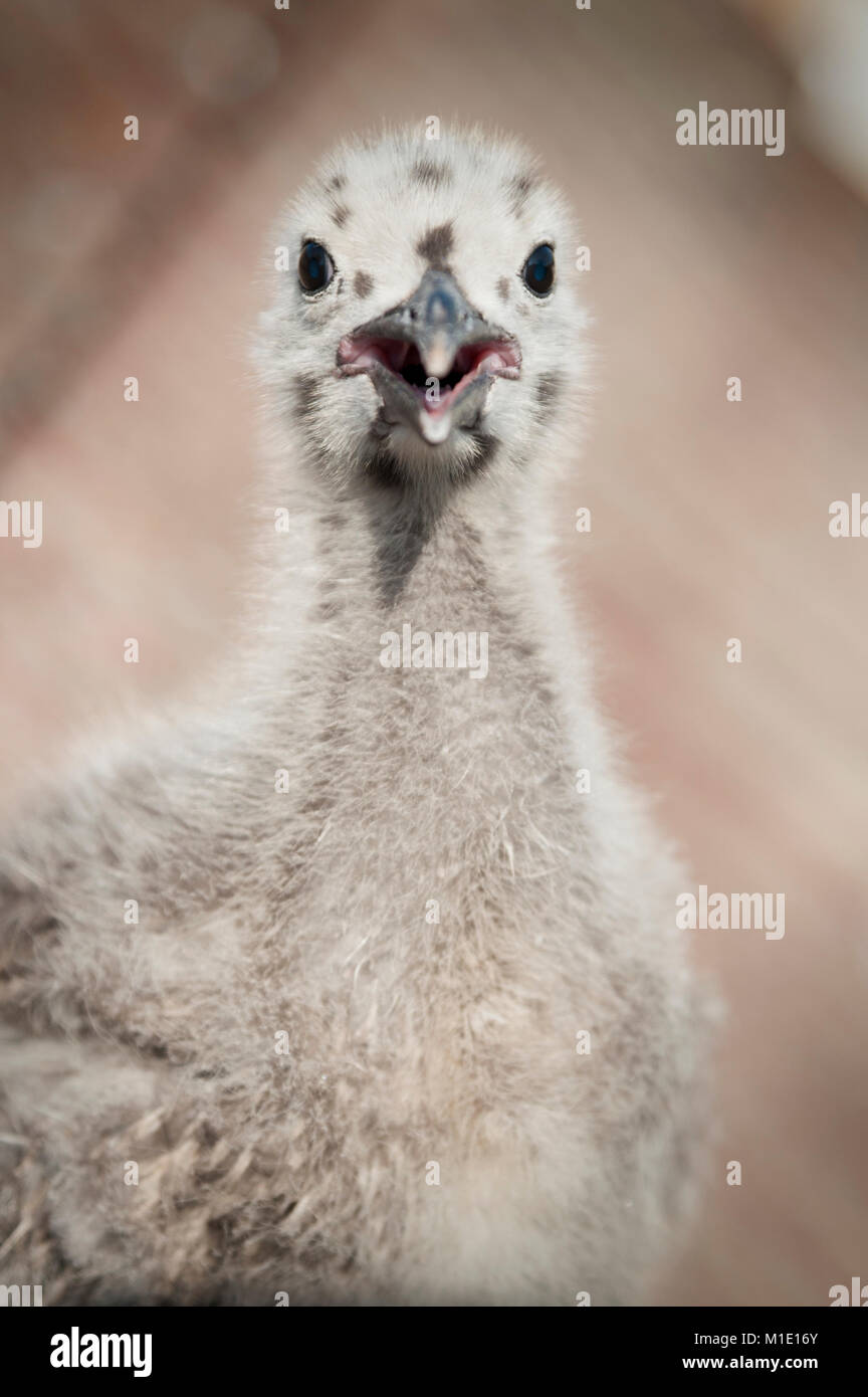 Baby Seagull Aringa Gull Closeup. Brighton, East Sussex, Regno Unito Foto Stock