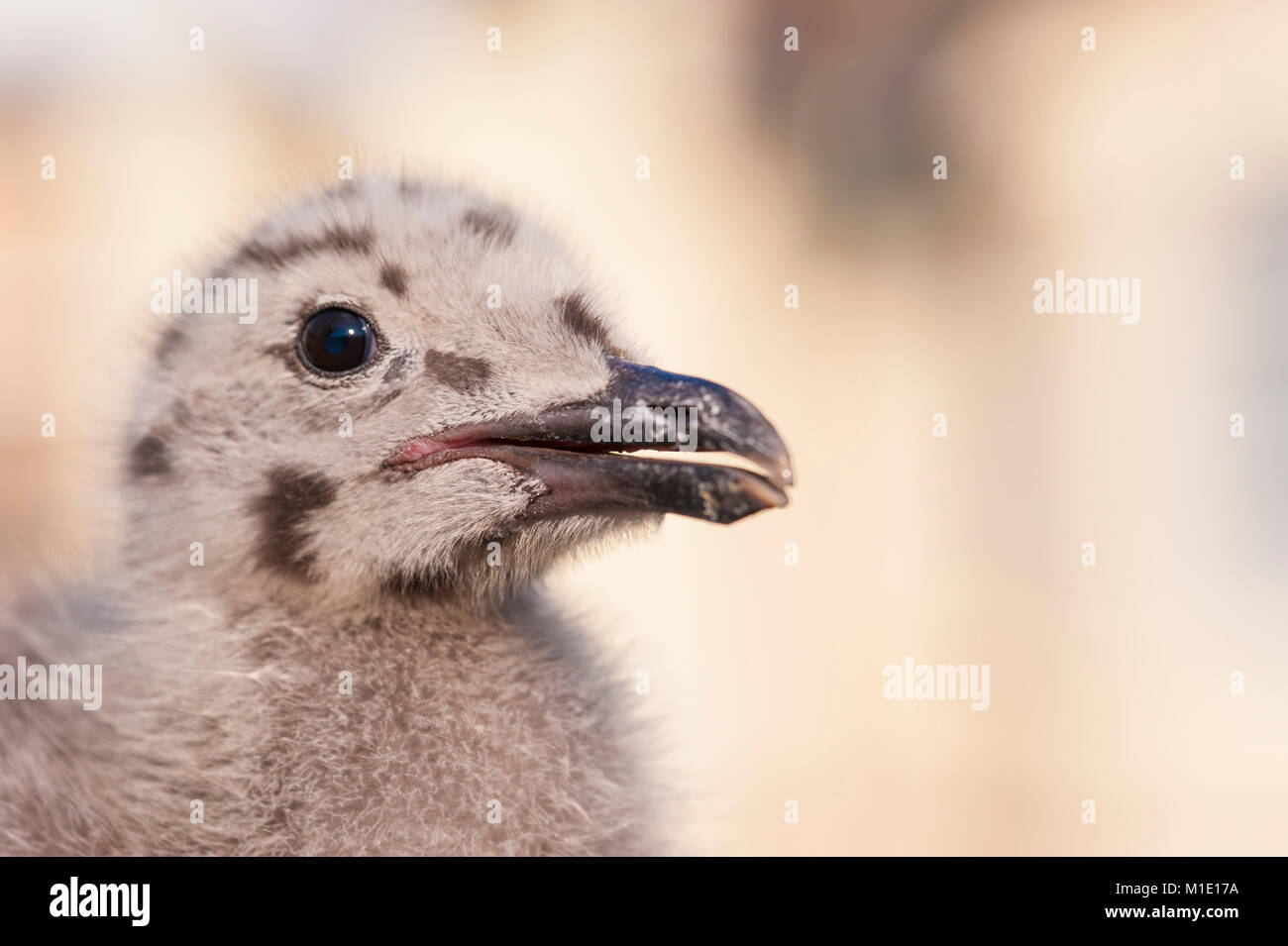 Baby Seagull Aringa Gull Closeup. Brighton, East Sussex, Regno Unito Foto Stock