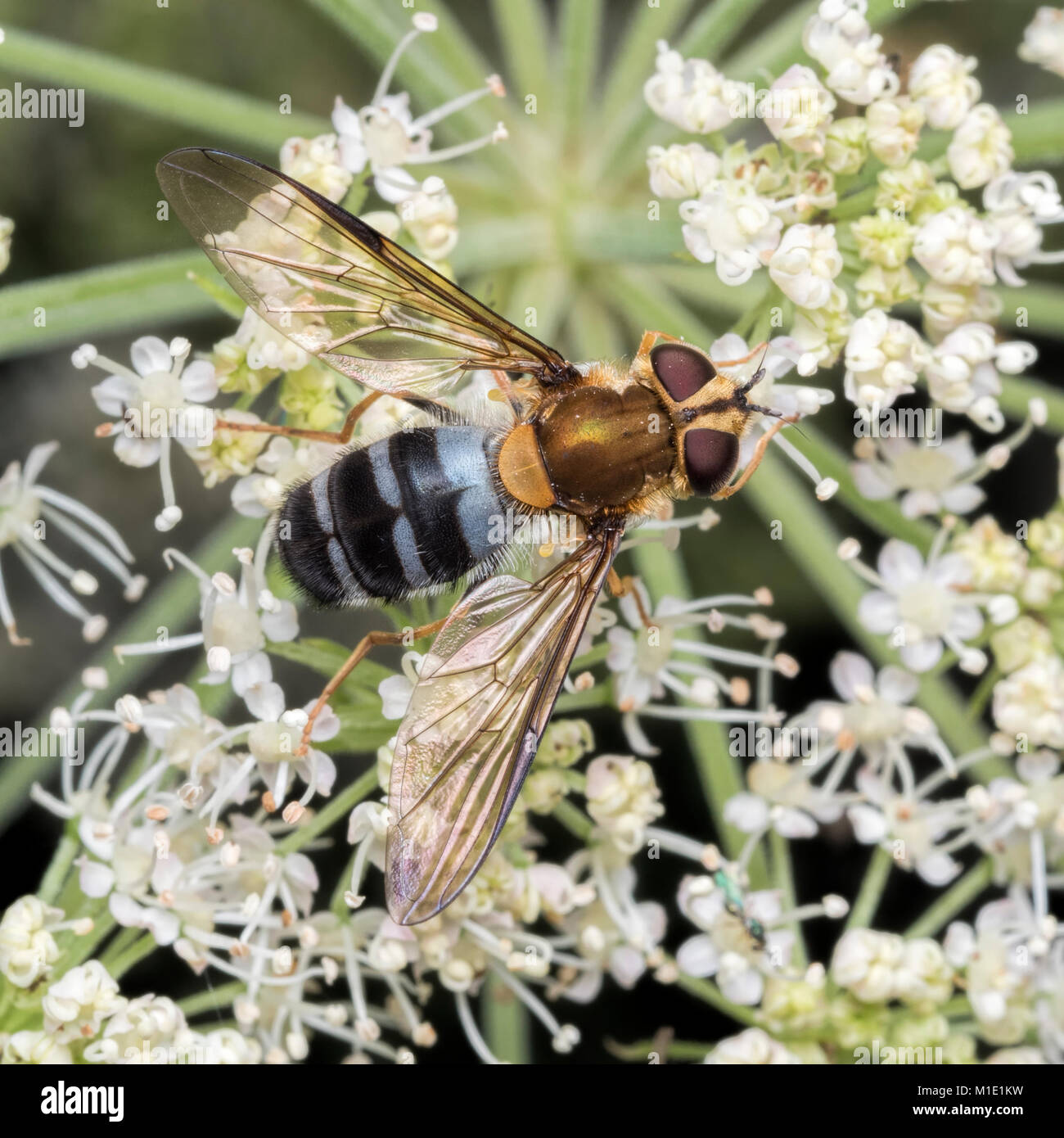 Hoverfly (Leucozona glaucia) alimentazione su umbellifer fiore. Tipperary, Irlanda. Foto Stock