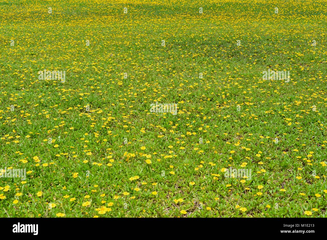 Campo di fiori gialli, Singapore daisy (Sphagneticola trilobata), una specie invasive, ma bello, Paluma, Queensland, Australia Foto Stock