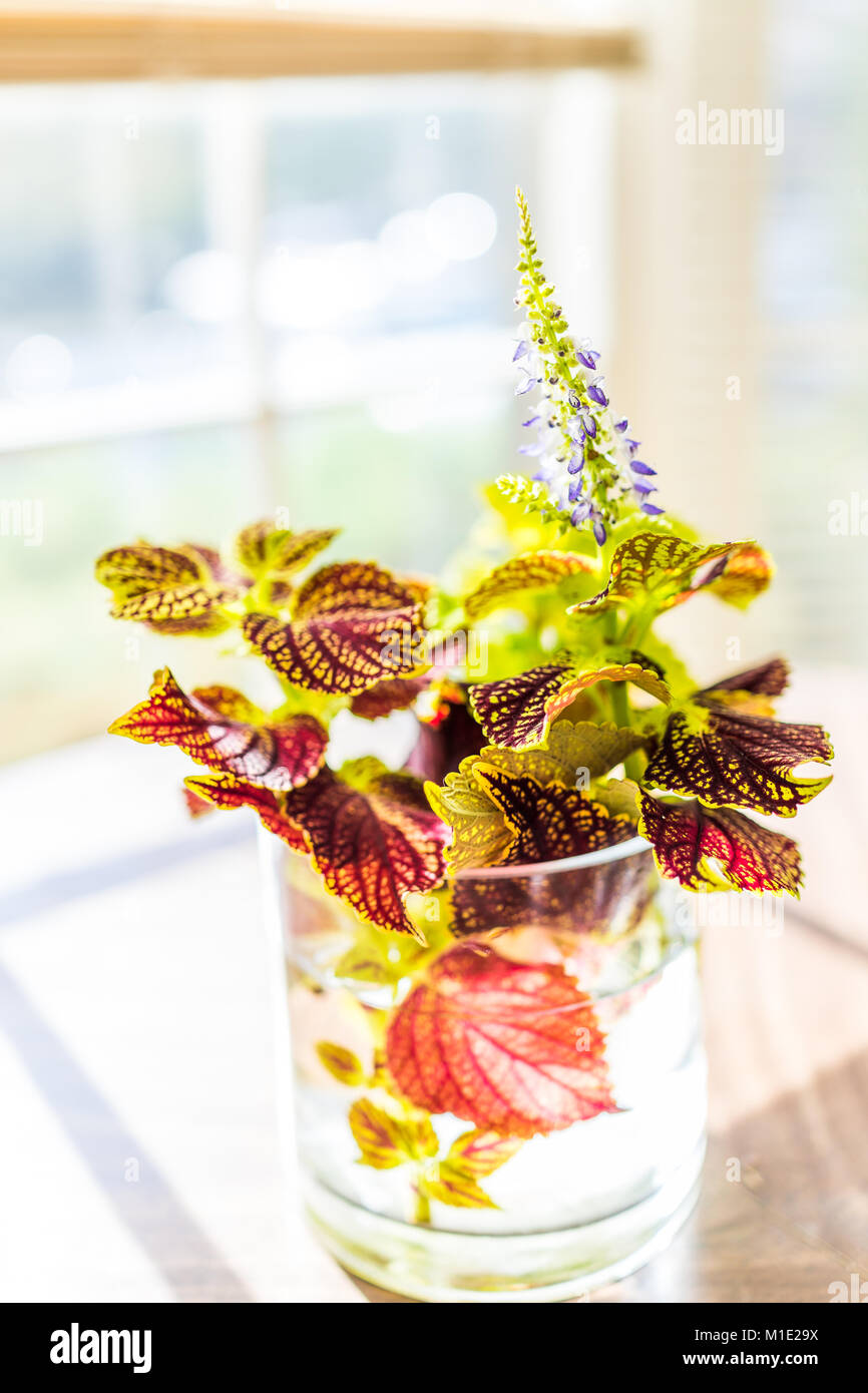 Primo piano di ikebana coleus pianta in vaso di acqua sul tavolo con luce solare d'oro, blu viola floreale Foto Stock