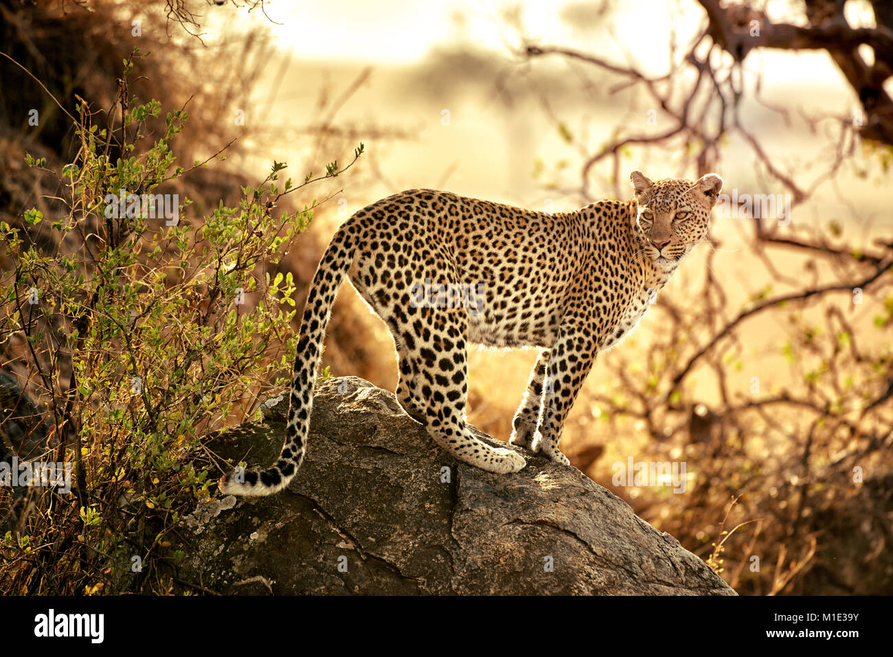 Stalking leopard al tramonto, Panthera pardus, nel Parco Nazionale del Serengeti, sito patrimonio mondiale dell'UNESCO, Tanzania Africa Foto Stock