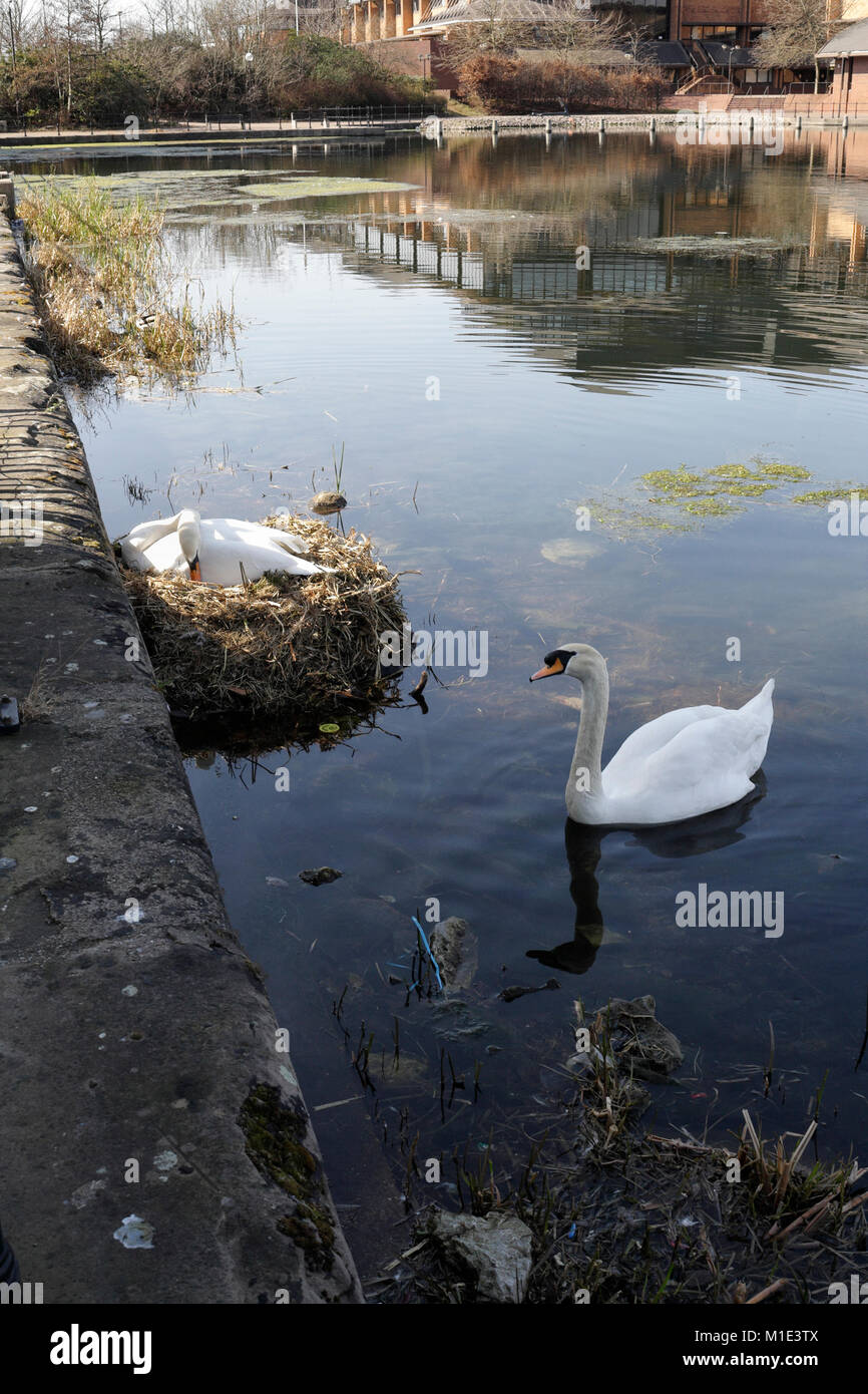 Coppia di cigni di accoppiamento, Atlantic Wharf, Cardiff Bay, Wales UK Foto Stock