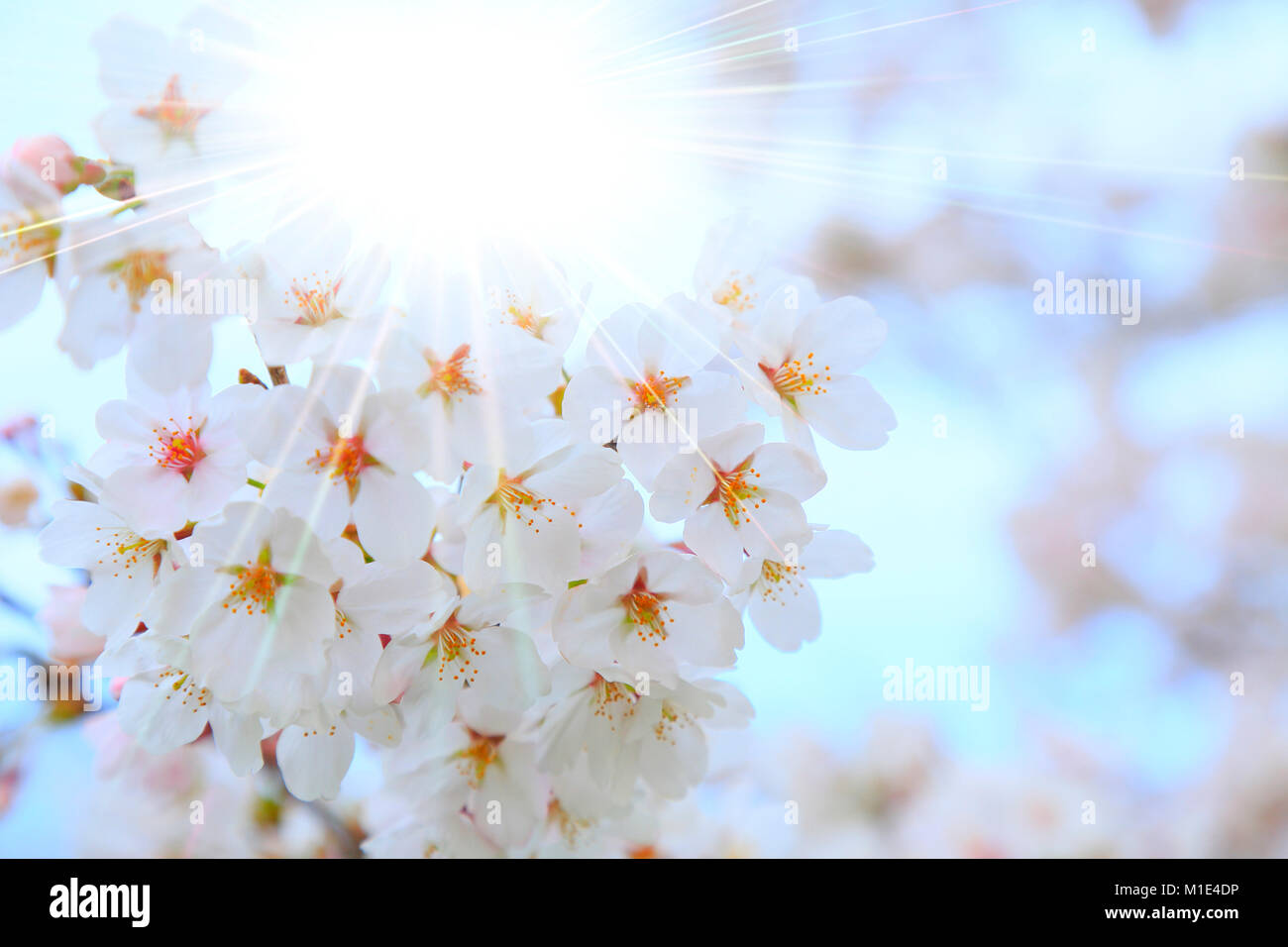 Fiori di Ciliegio in piena fioritura, Giappone Foto Stock