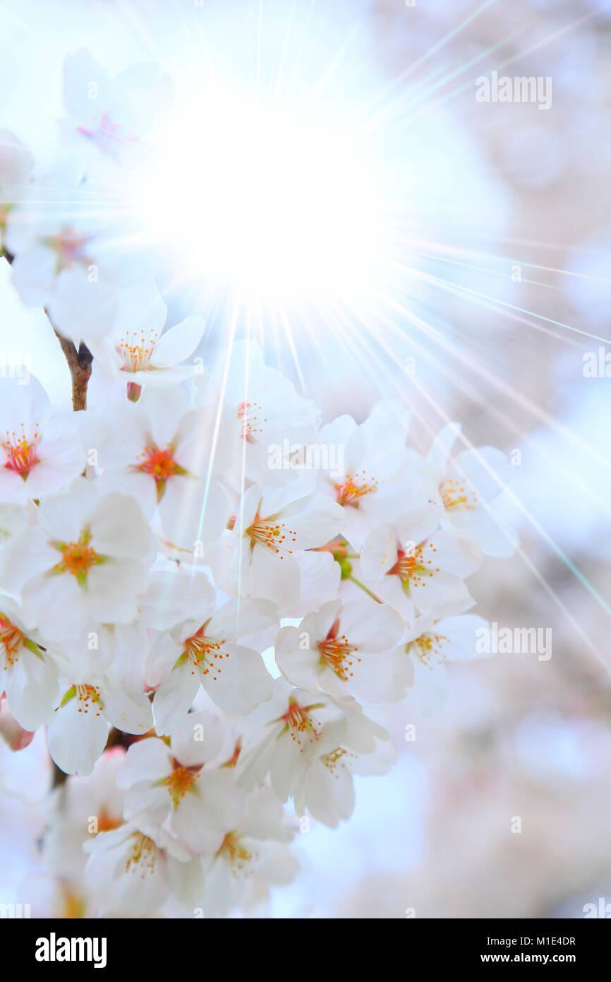 Fiori di Ciliegio in piena fioritura, Giappone Foto Stock