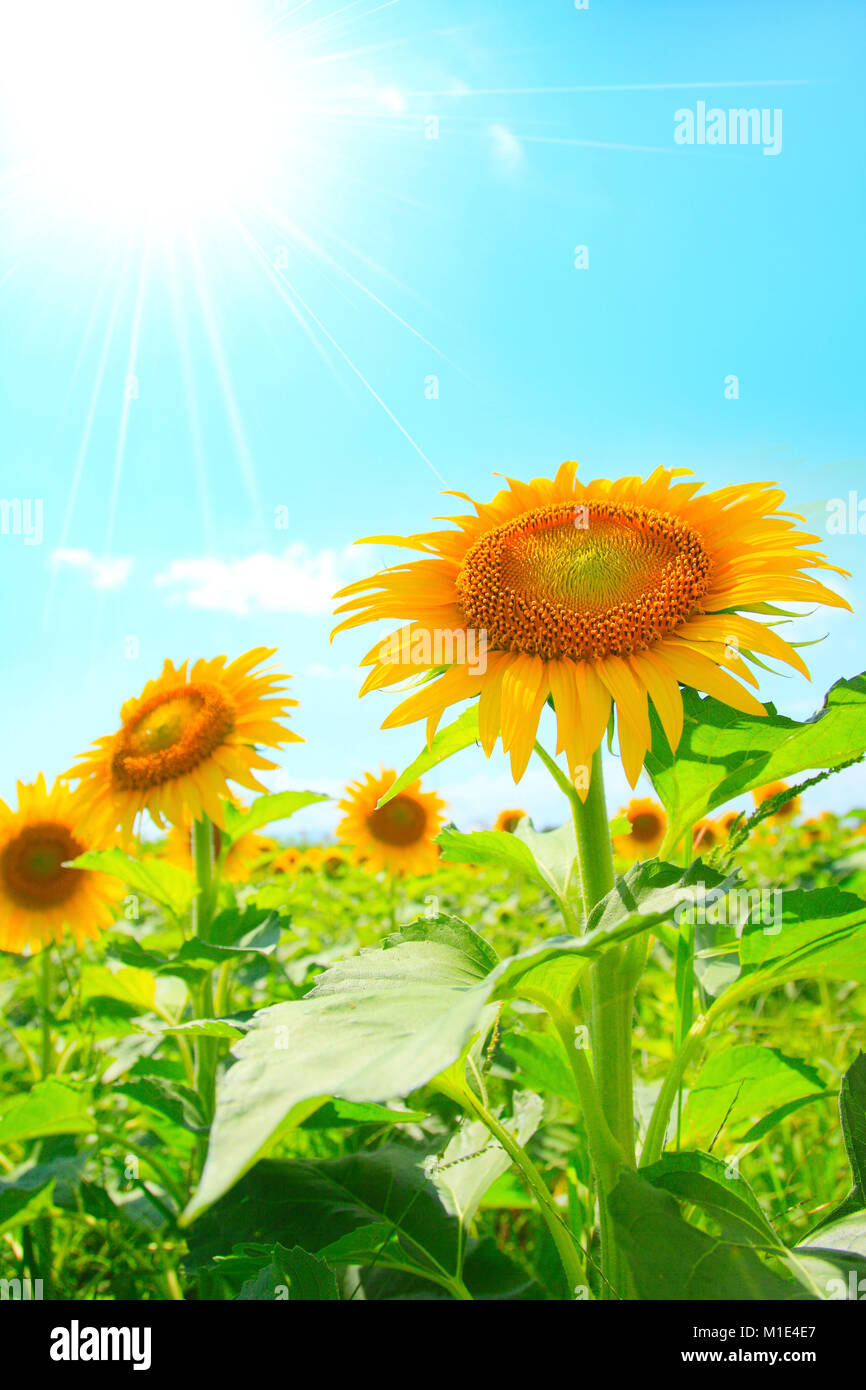 Campo di girasole, Prefettura di Shizuoka, Giappone Foto Stock